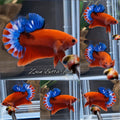 Hellboy Plakat HMPK Betta Fish Male