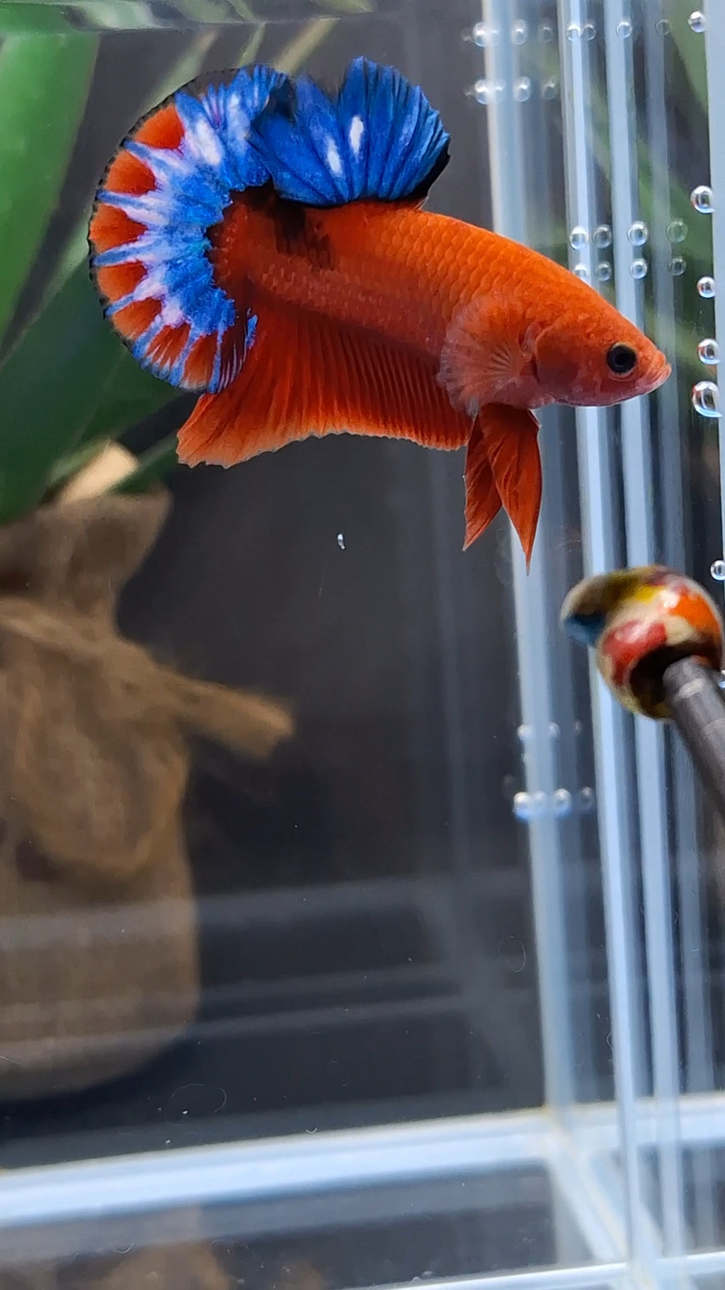 Hellboy Plakat HMPK Betta Fish Male
