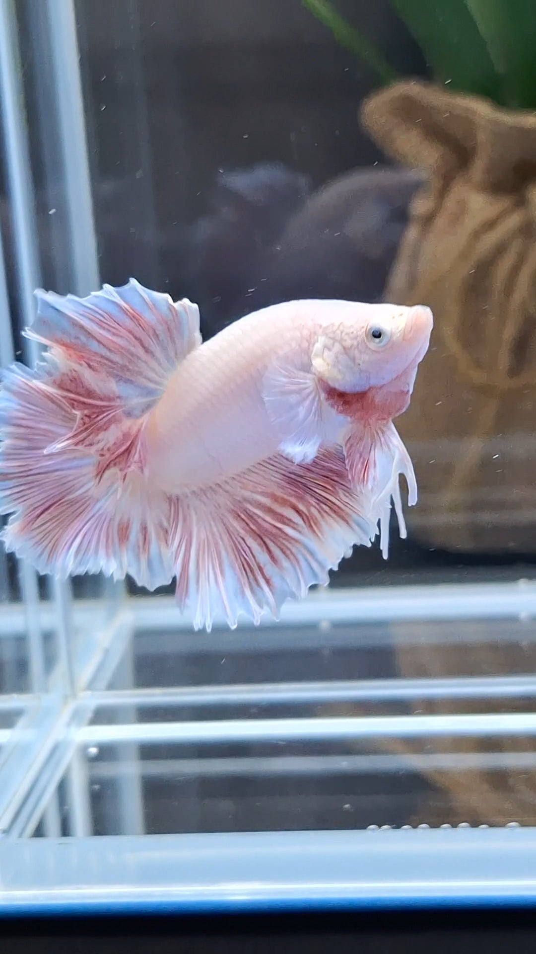 King Feathertail Dumbo Ear Pink Butterfly Betta Fish Male