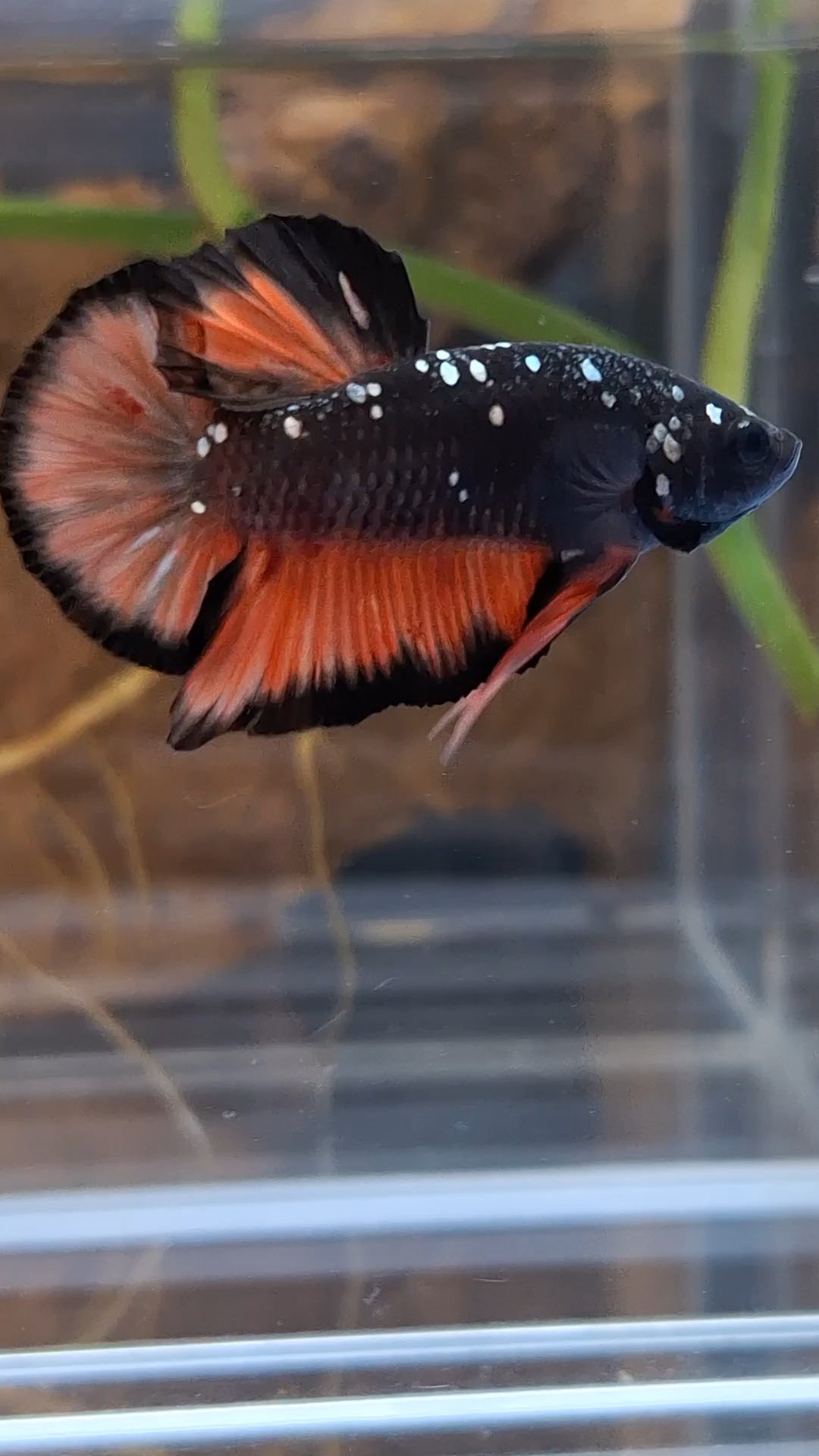 Avatar Nemo Copper Gold Black Variation Plakat HMPK Betta Fish Male