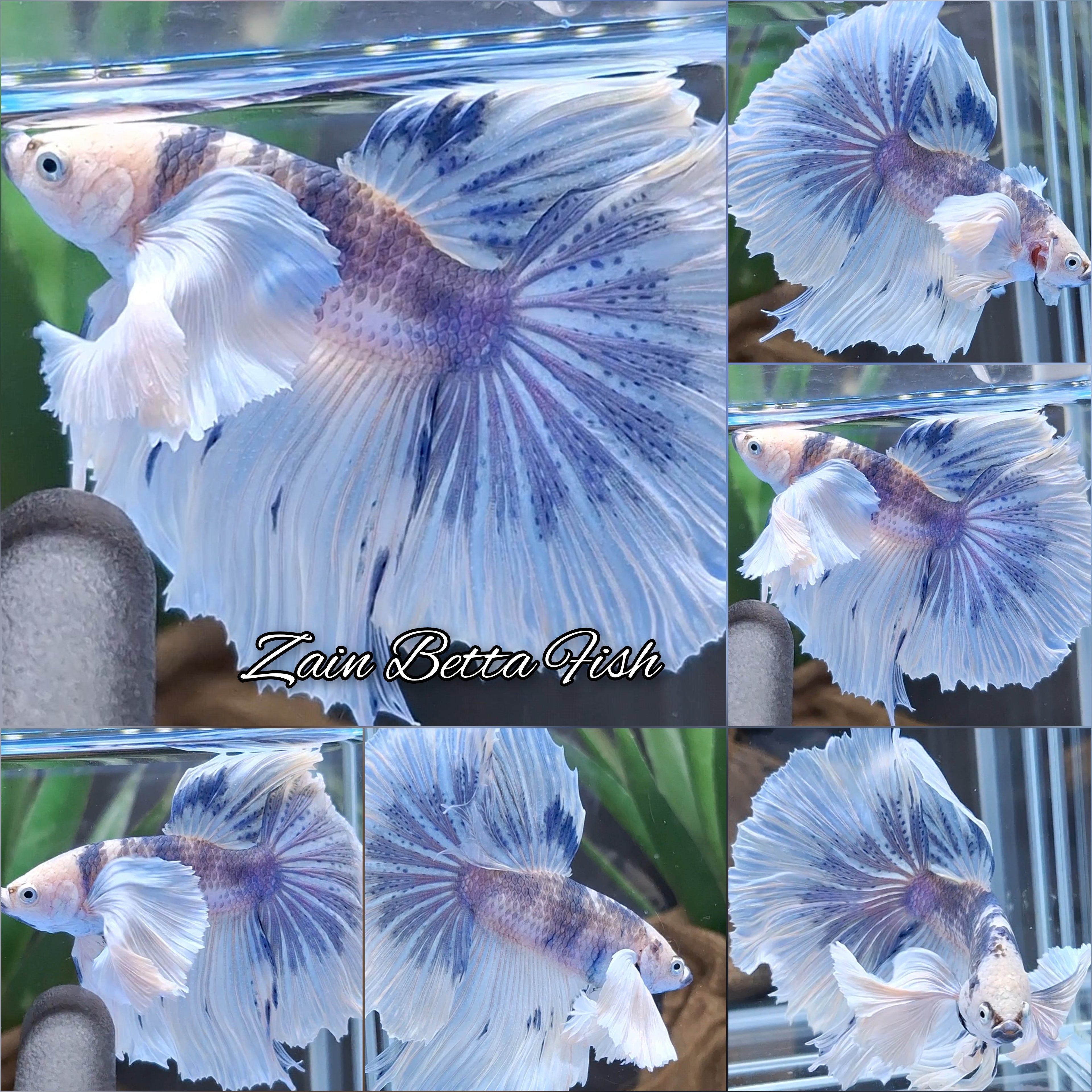 Dumbo Ear Halfmoon White Unicorn Marble Steel Blue Betta Fish Male