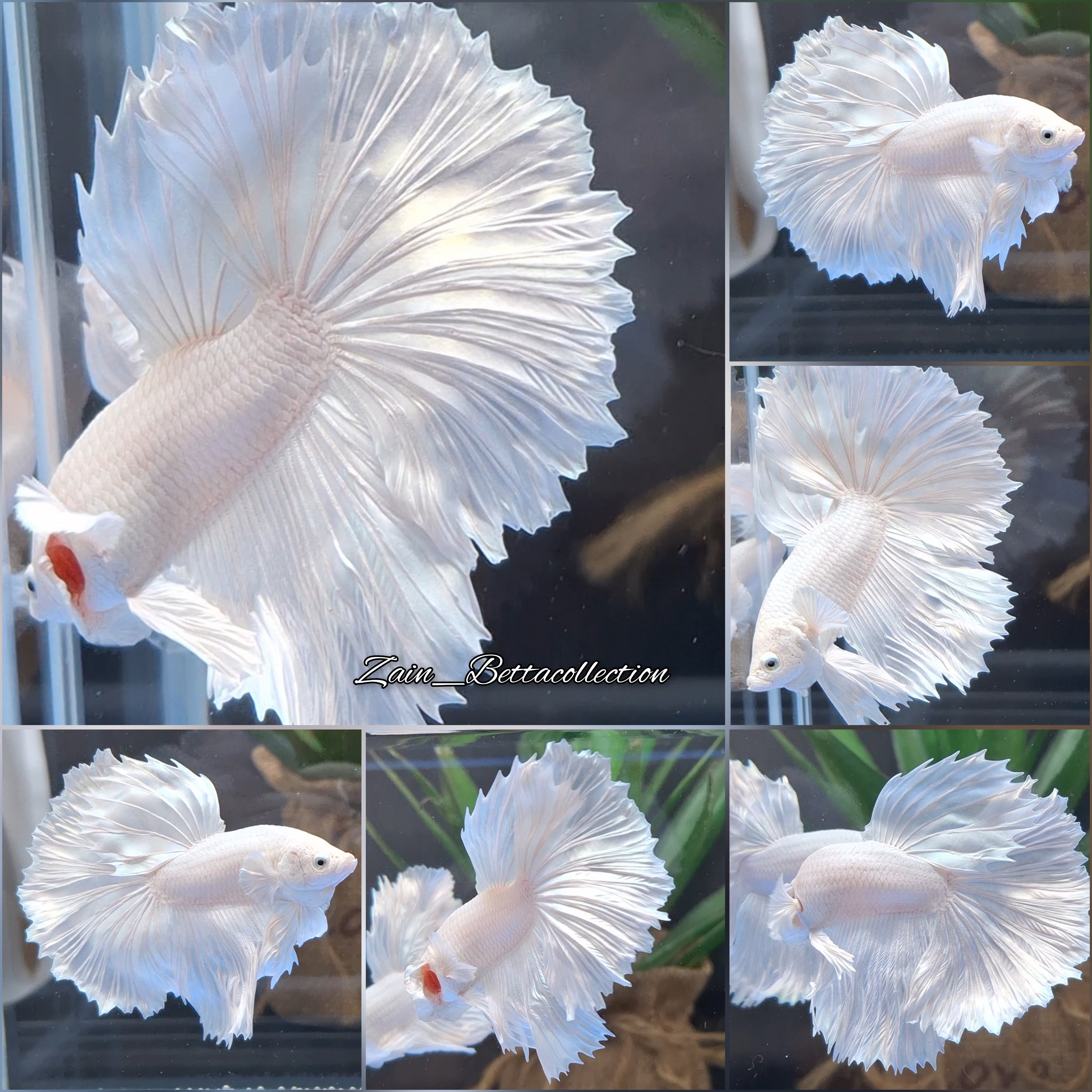 OHM Halfmoon Rosetail White Platimum Betta Fish Male