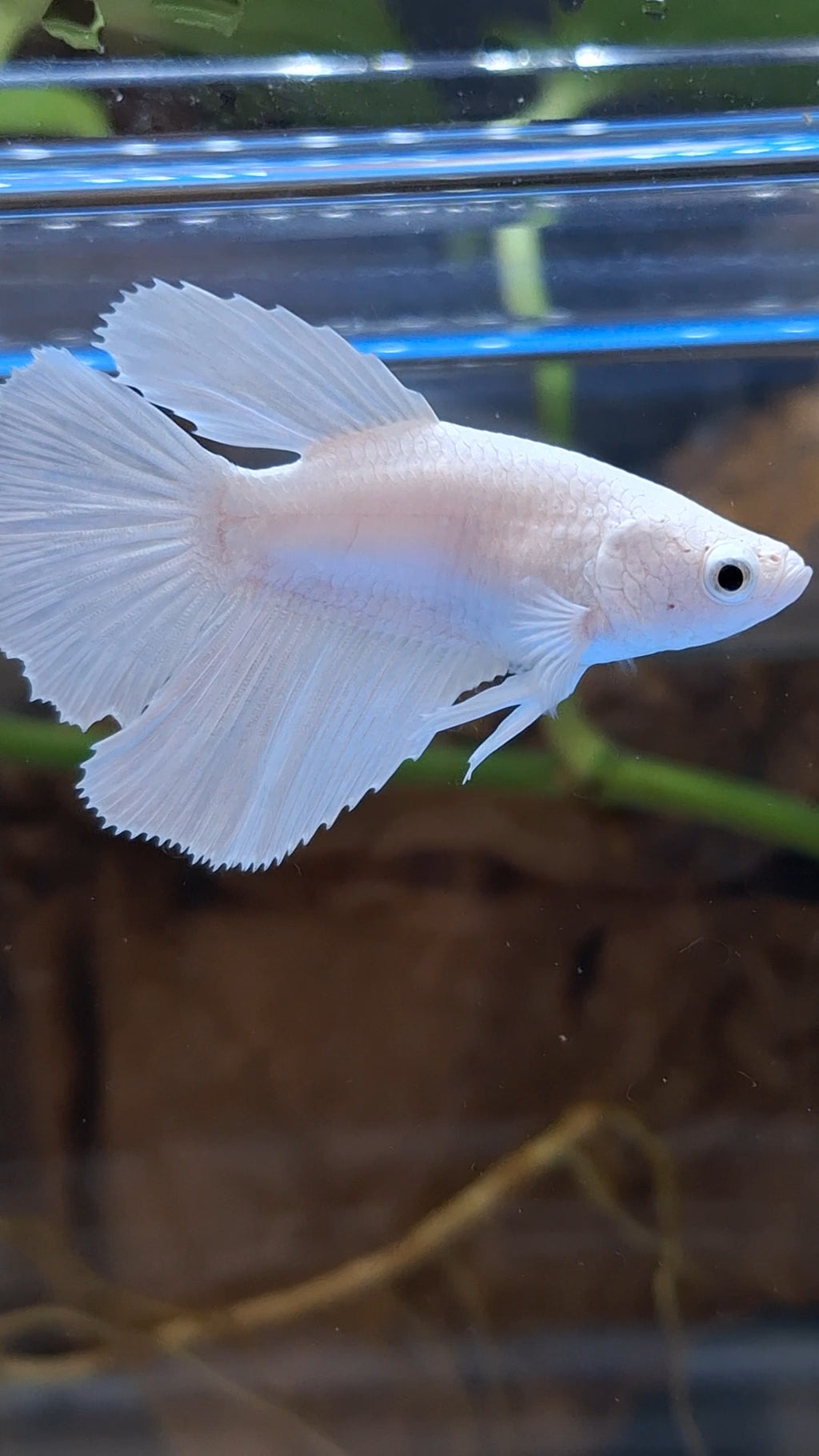 Halfmoon White Platinum Female Betta Fish For Sorority / Breed