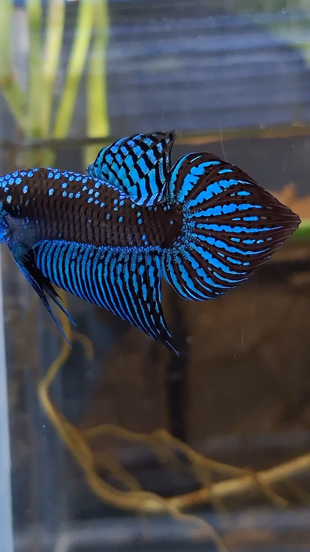 Alien Wild Betta Samurai Green Spadetail Rare Betta Fish Male