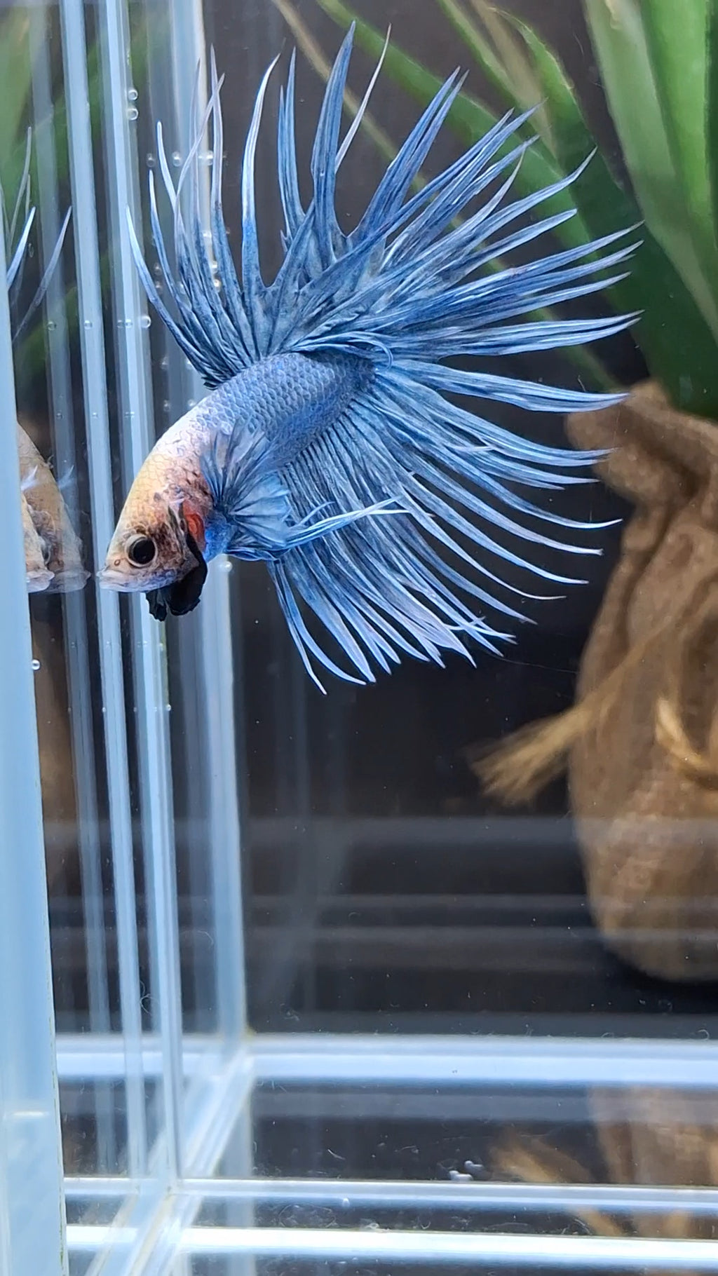 Crowntail Grizzle Betta Fish Male