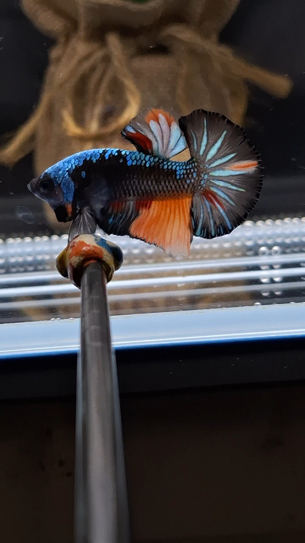 Avatar Black Variation Plakat HMPK Betta Fish