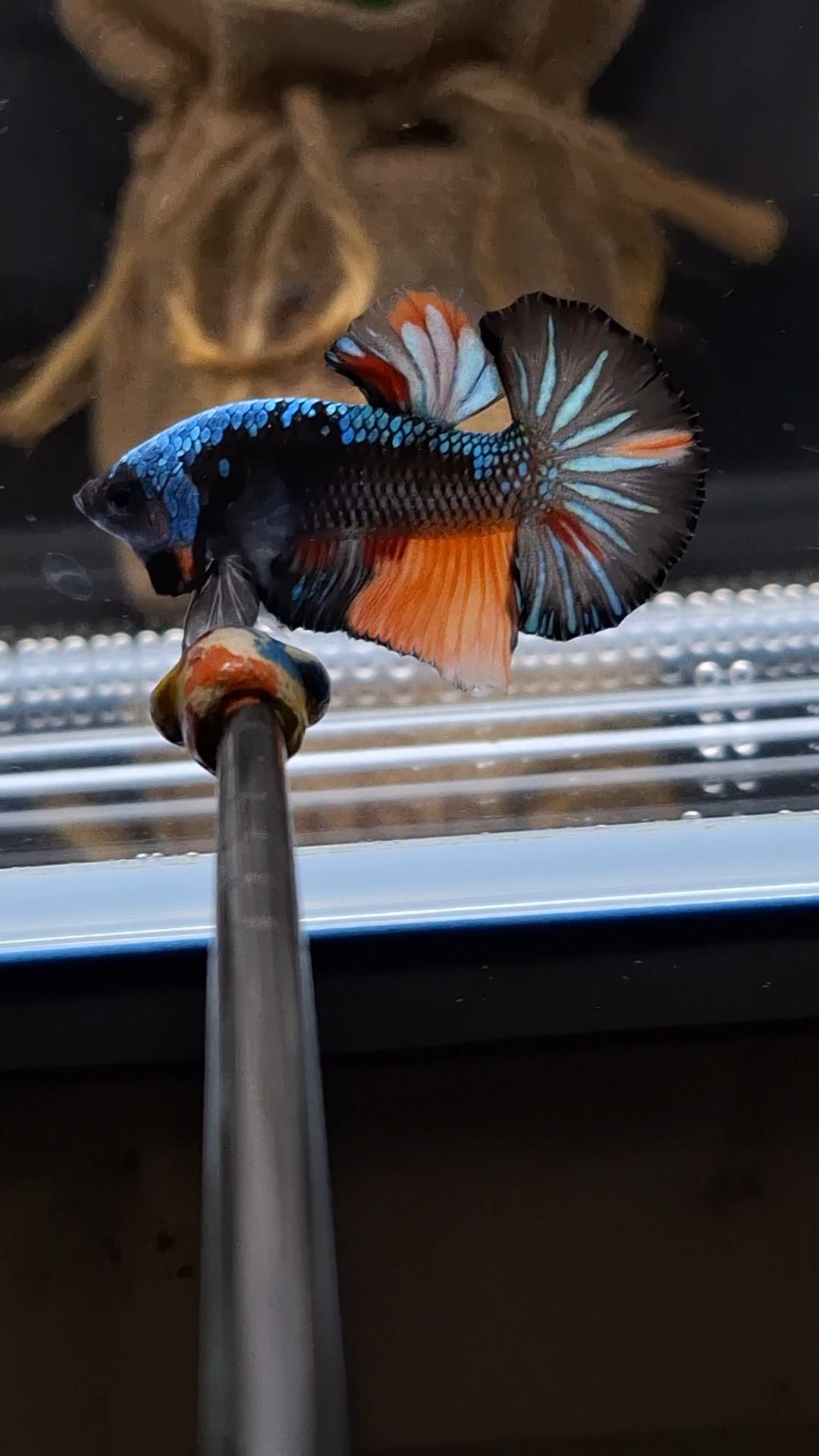 Avatar Black Variation Plakat HMPK Betta Fish