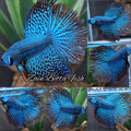 Luxury Halfmoon Feathertail Alien Wild Betta Green Hybrid Rare Betta Fish Male