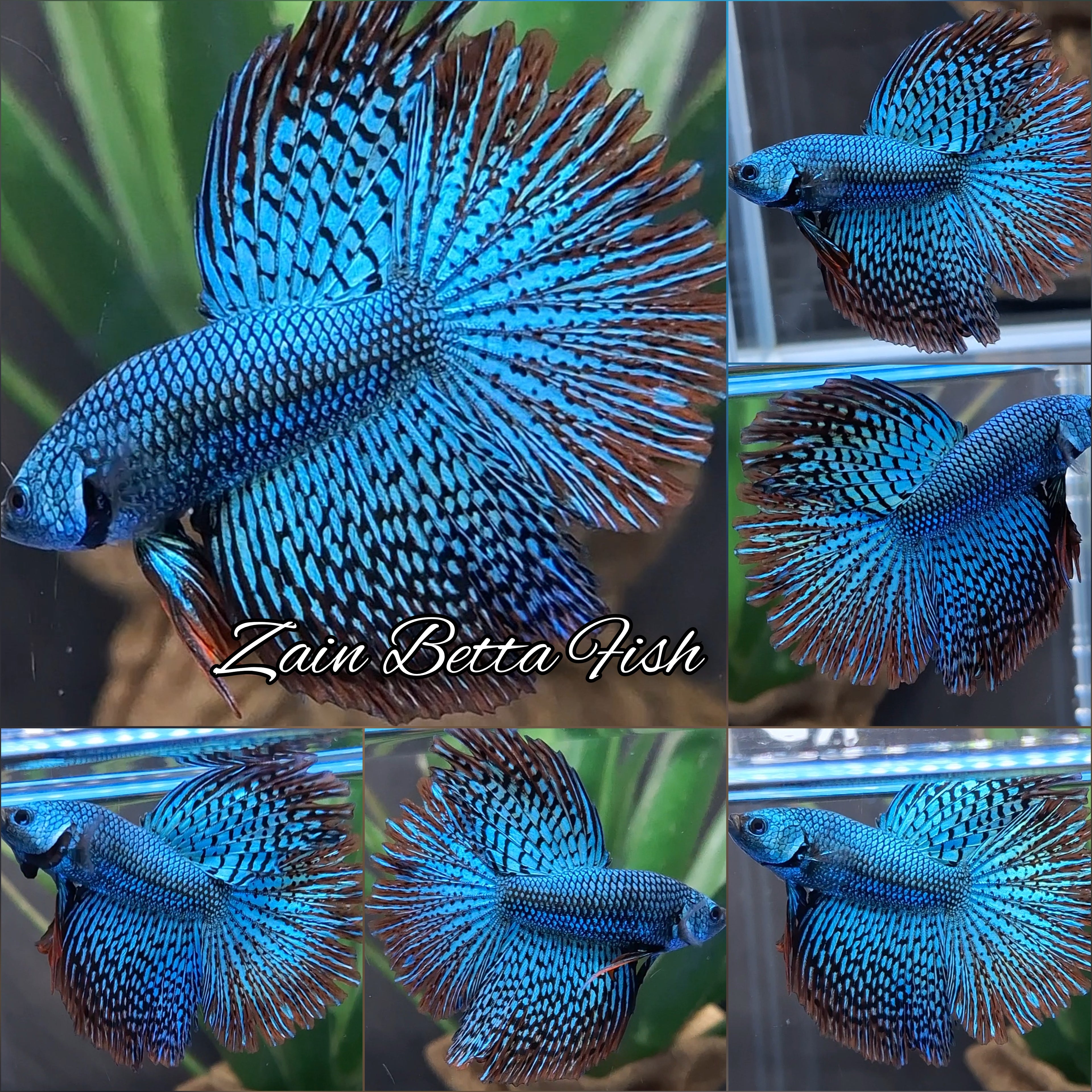 Luxury Halfmoon Feathertail Alien Wild Betta Green Hybrid Rare Betta Fish Male