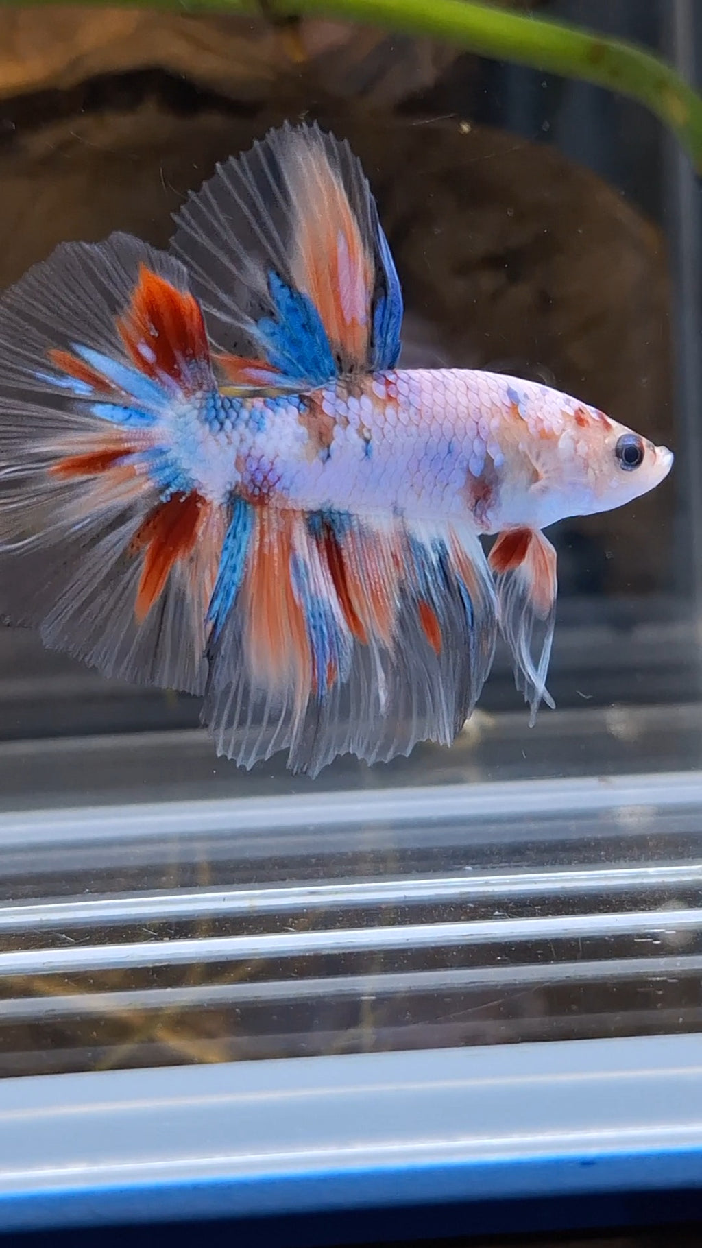 Halfmoon Candy Koi Multicolor Betta Fish Male