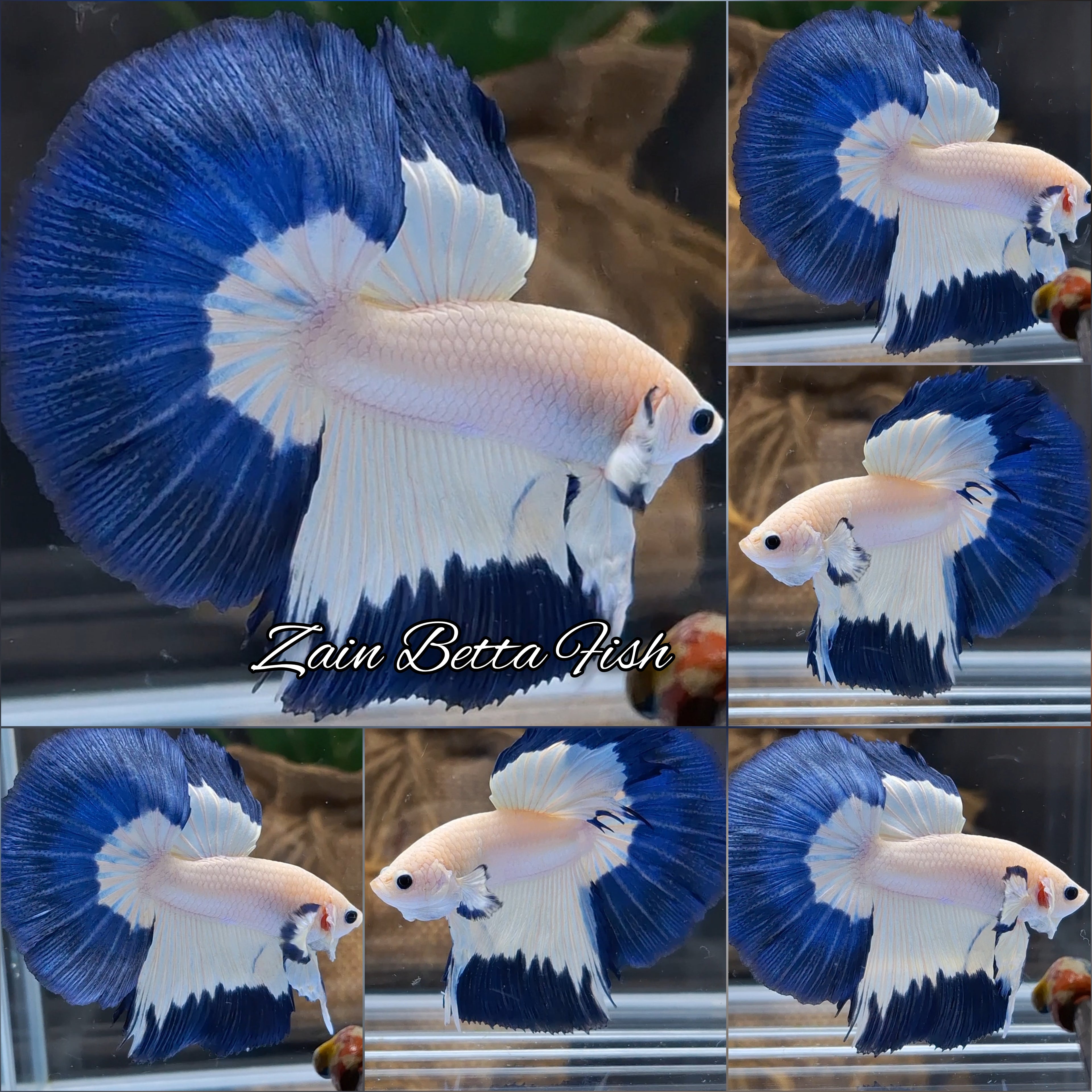 Halfmoon Blue Rim Betta Fish Male