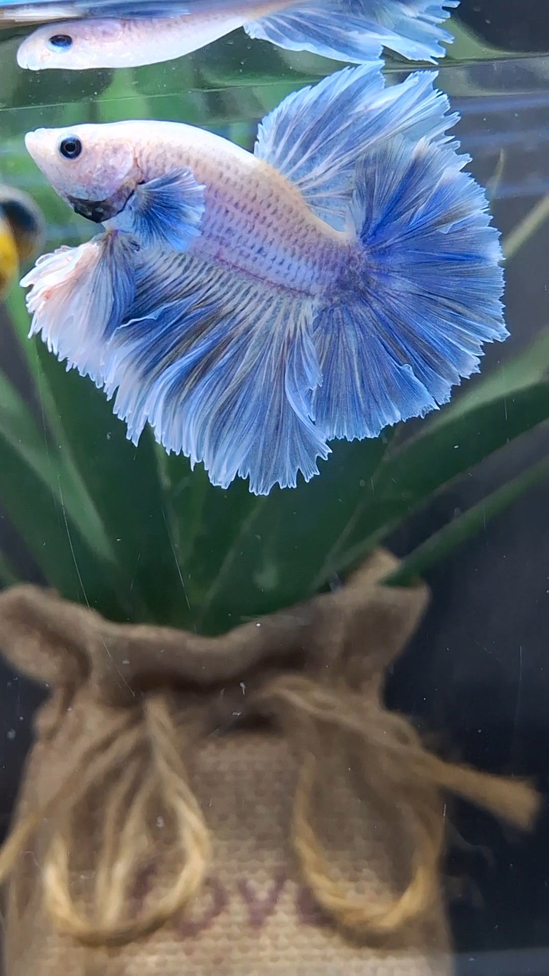 King Feathertail Grizzle Betta Fish Male
