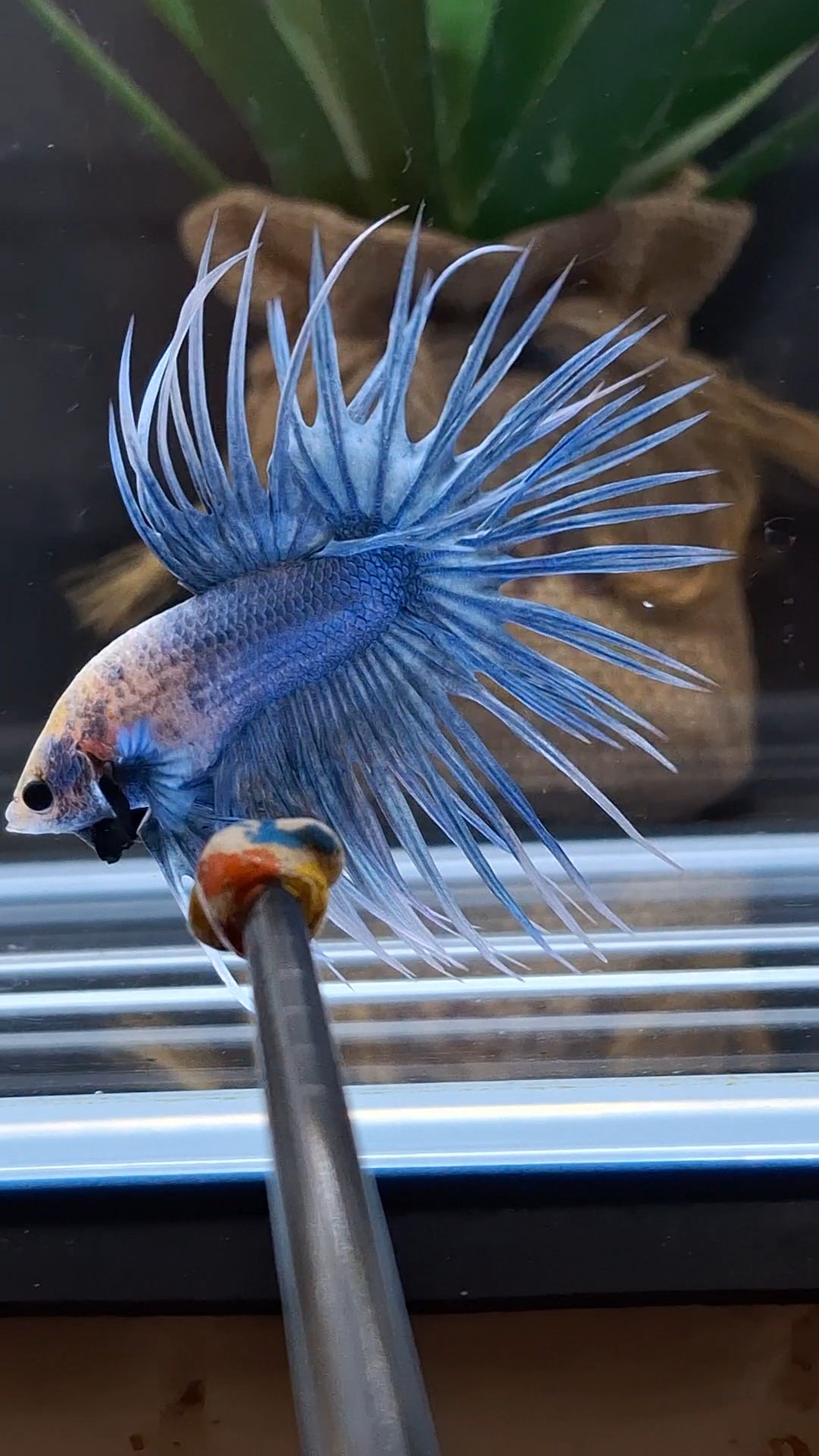 Crowntail Grizzle Betta Fish Male