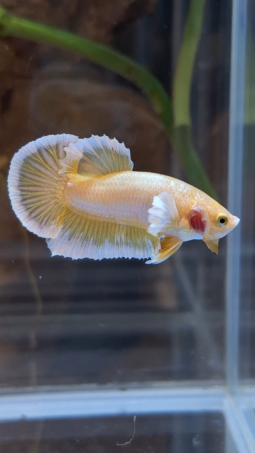 Gold Big Ear Butterfly Plakat Betta Fish Male