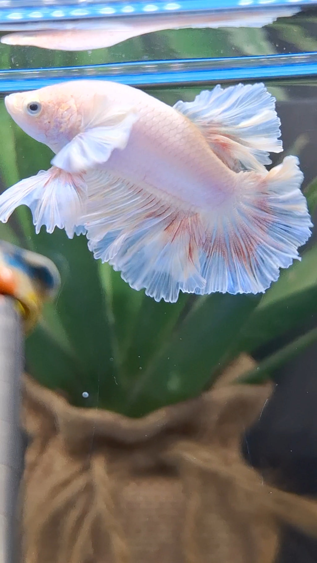 King Feathertail Pink Butterfly Dumbo Ear Junior Rose Ear Betta Fish Male