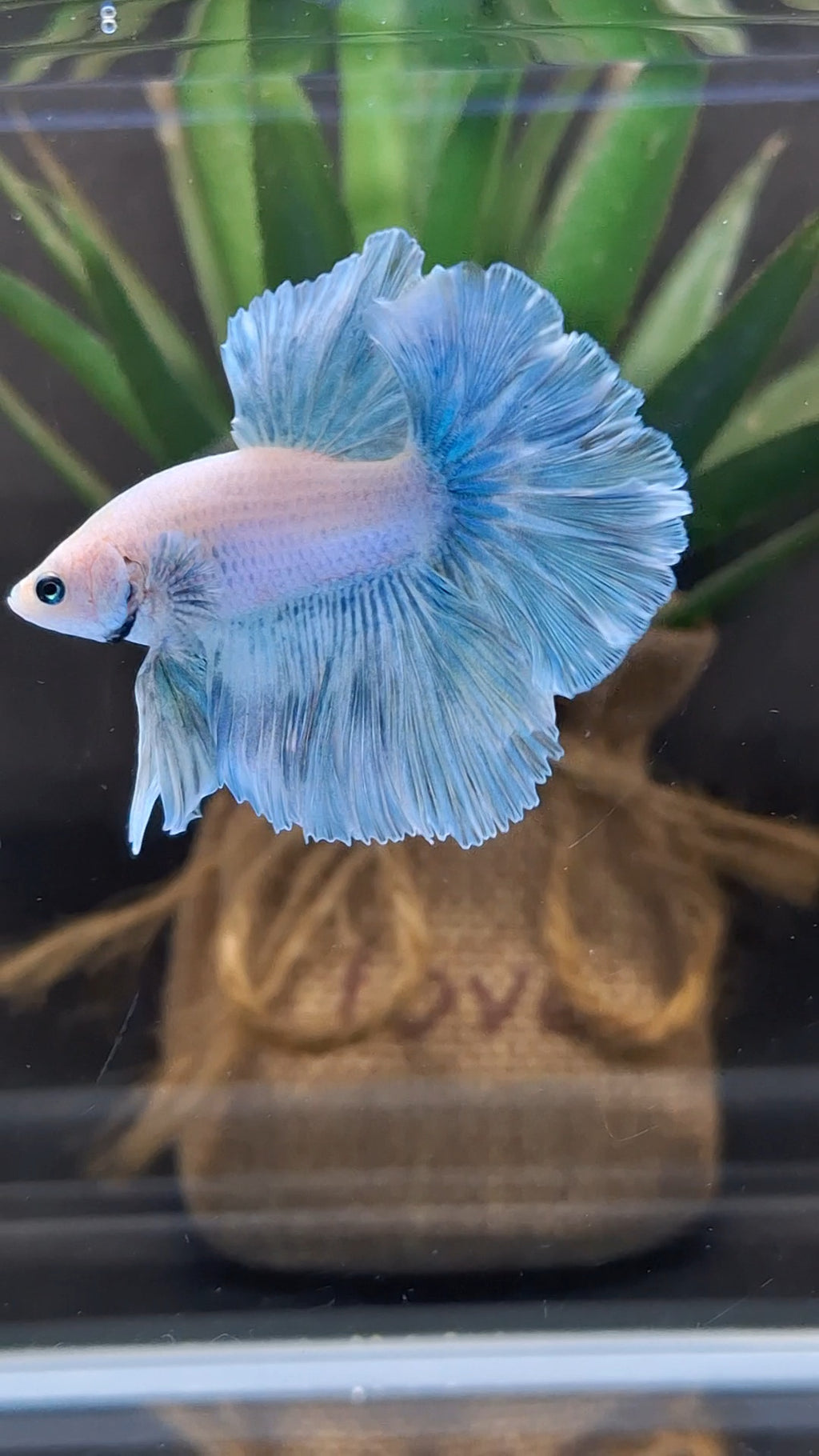 Halfmoon Pastel Blue Sky Alicorn Betta Fish Male