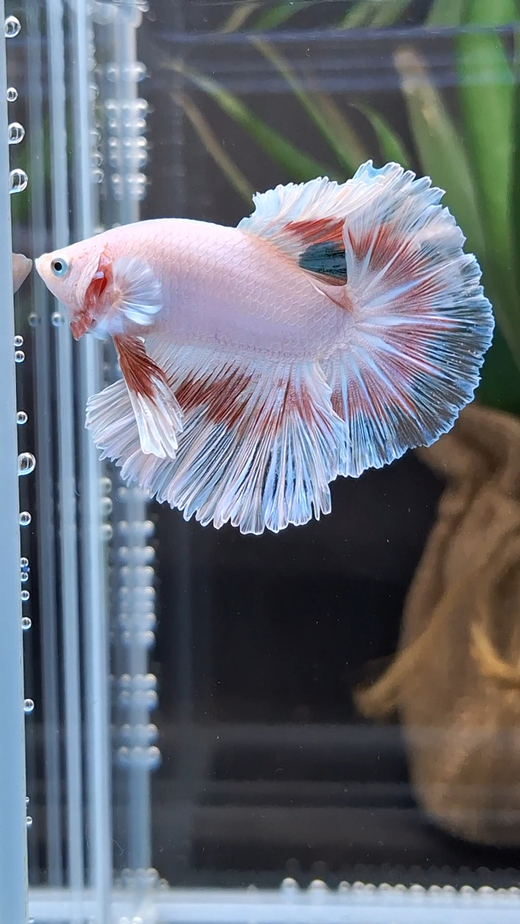 Halfmoon Feathertail Pink Fancy Betta Fish Male