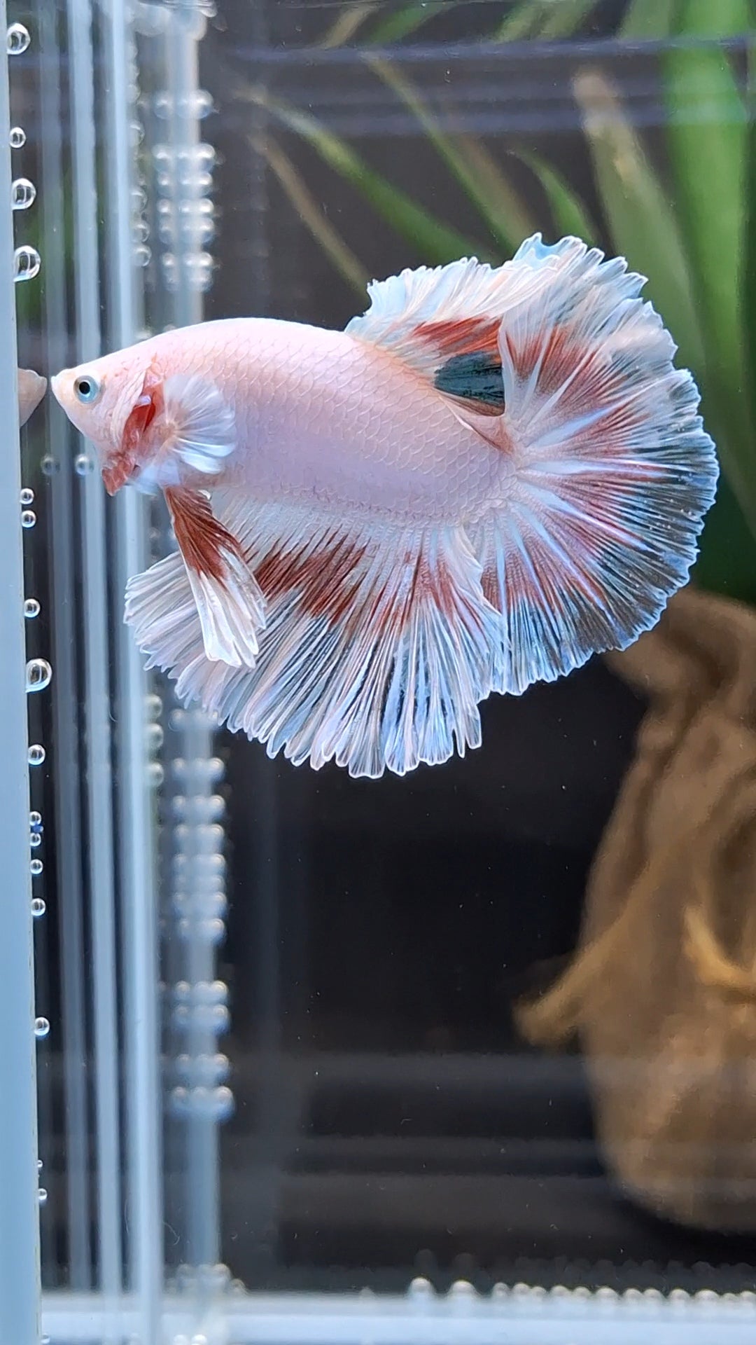 Halfmoon Feathertail Pink Fancy Betta Fish Male