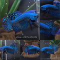 Green Alien Wild HMPK Betta Fish Male