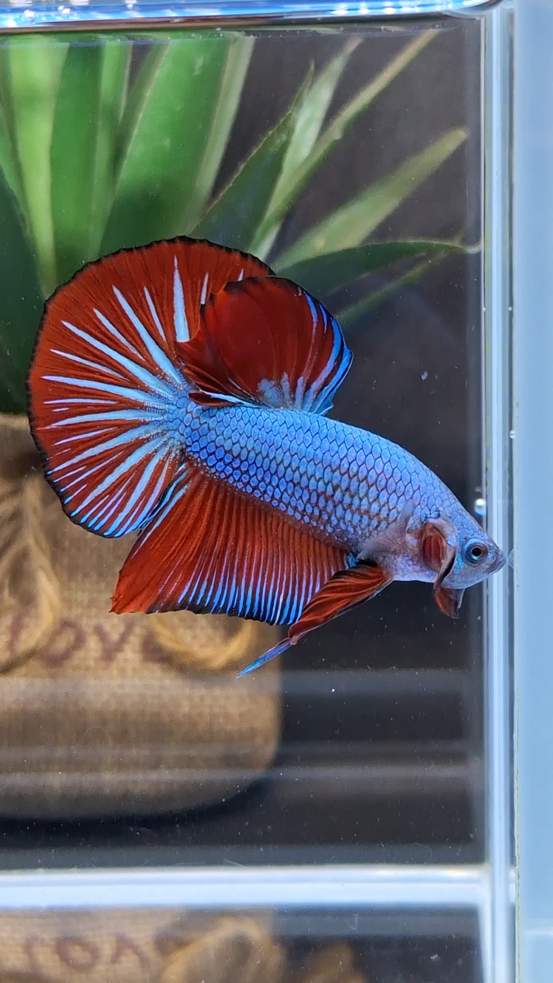 Blue Turquoise Dragon Startail Big Tail HMPK Betta Fish Male