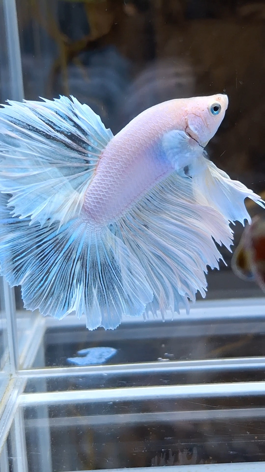 Halfmoon Feathertail White Unicorn Betta Fish Male