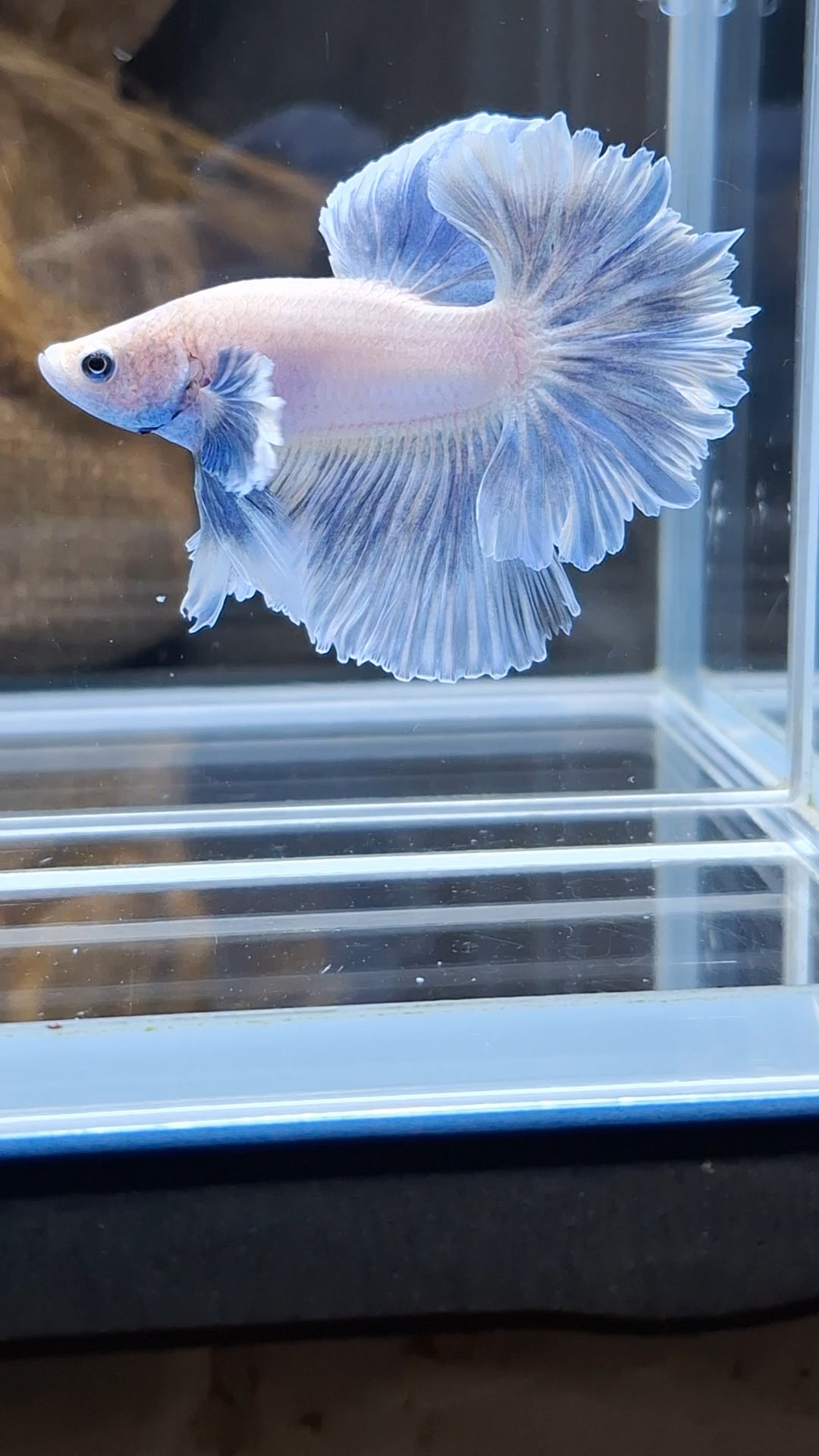King Feathertail Dumbo Ear Blue Sky Betta Fish