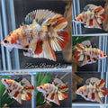Double Tail Fancy Candy Copper Variant HMPK Betta Fish Male