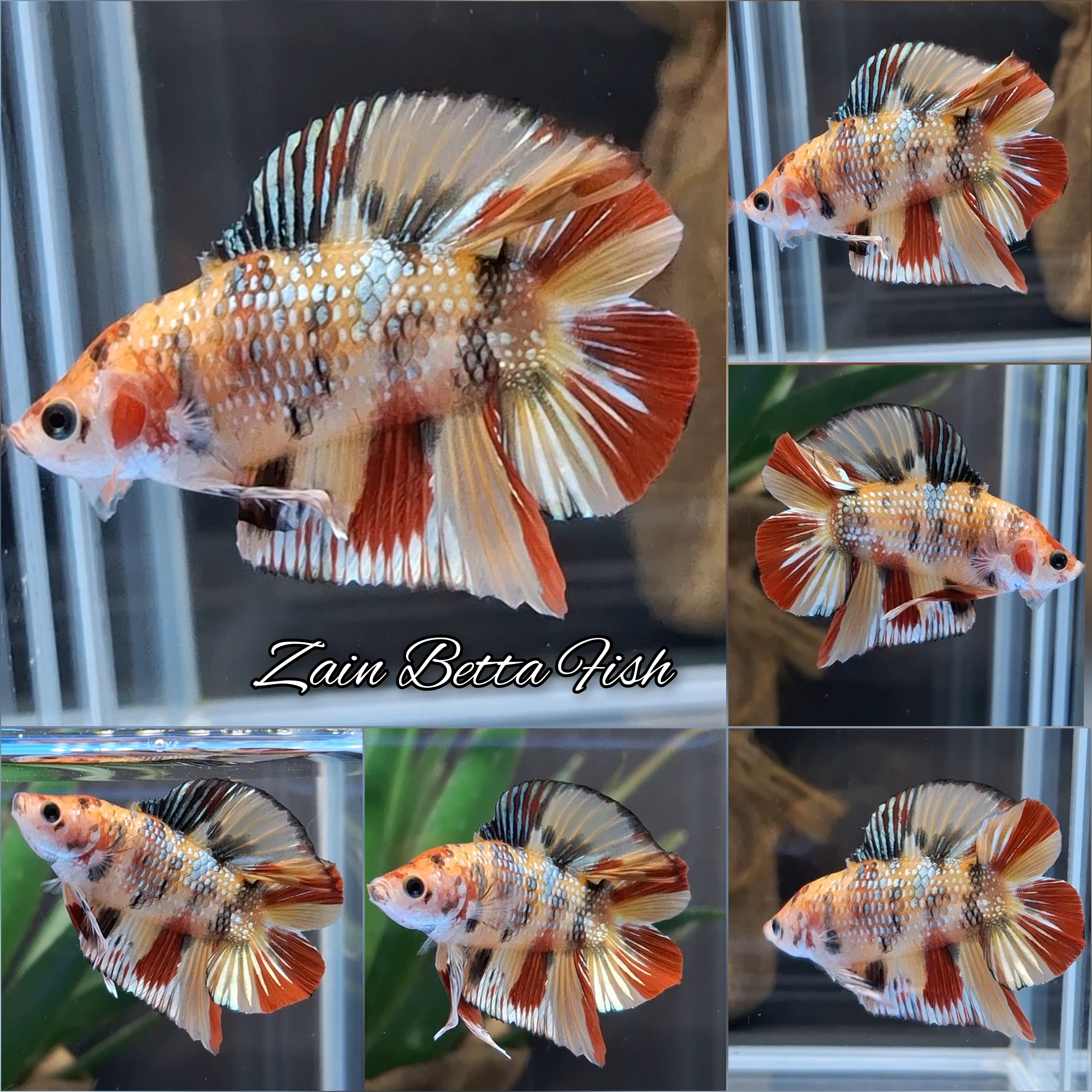 Double Tail Fancy Candy Copper Variant HMPK Betta Fish Male