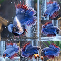 Super Rare Crowntail Double Tail PKCT Betta Fish Male