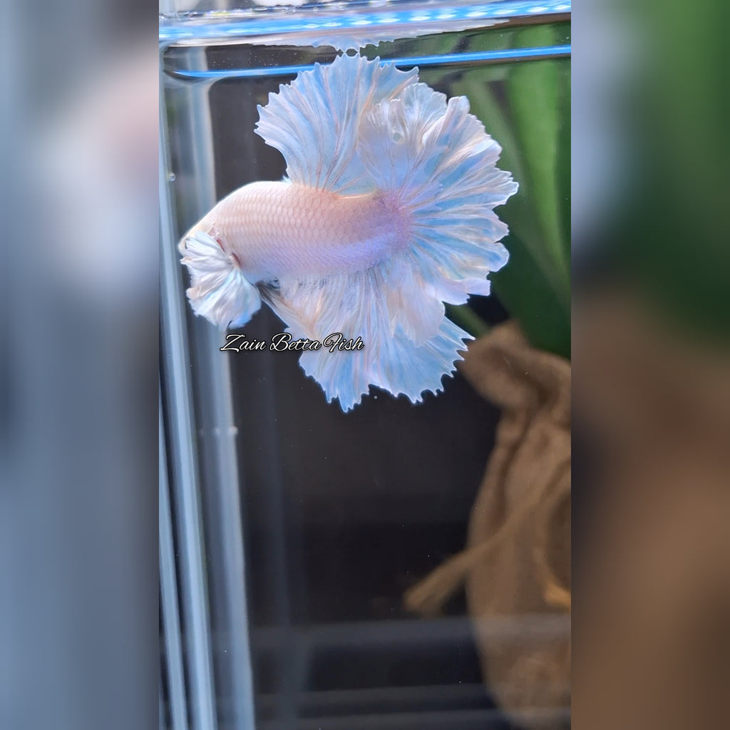 King Feathertail Dumbo Ear White Unicorn Premium Rare Betta Fish Male