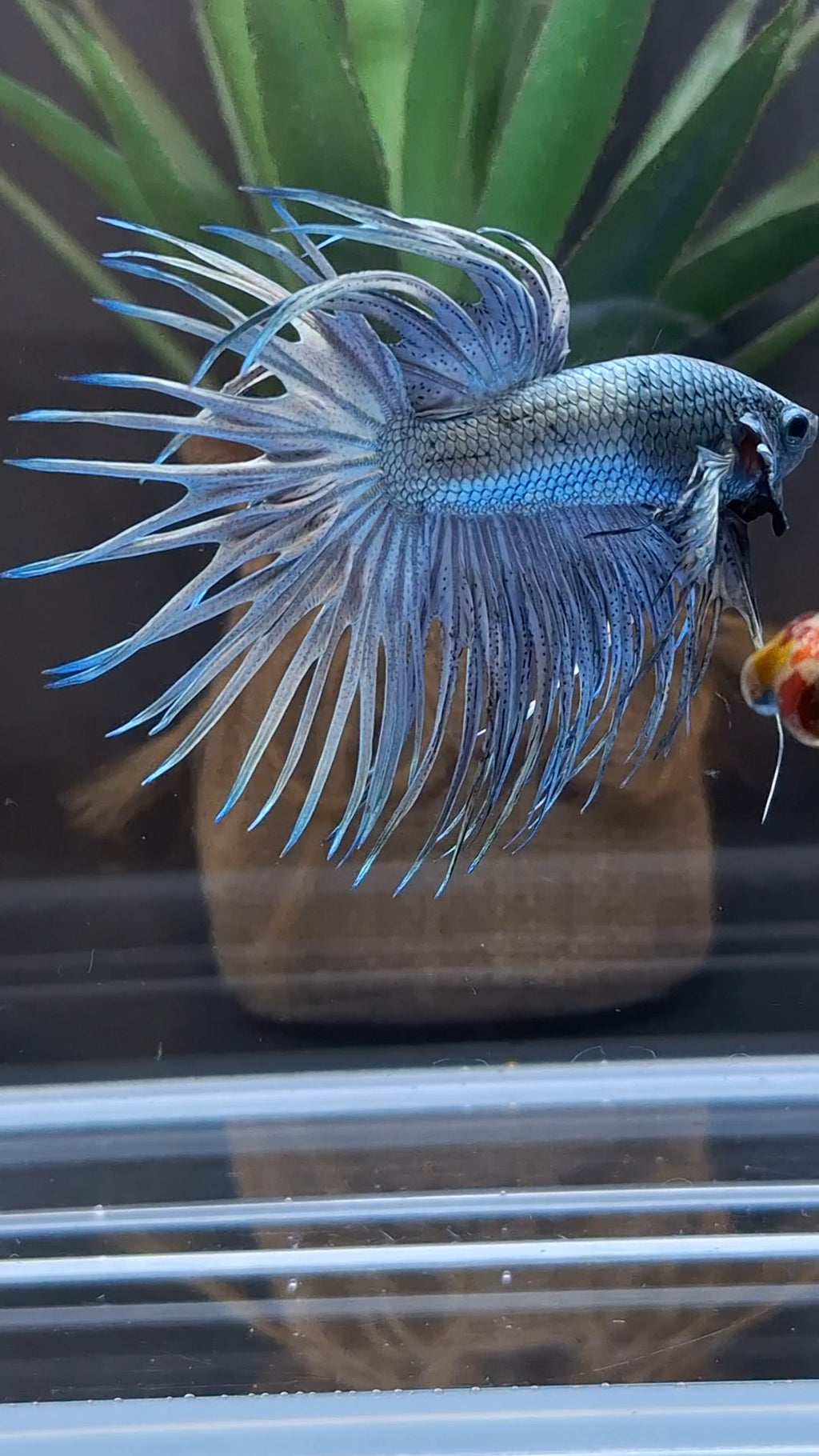 Premium Crowntail Copper Large Size Betta Fish Male