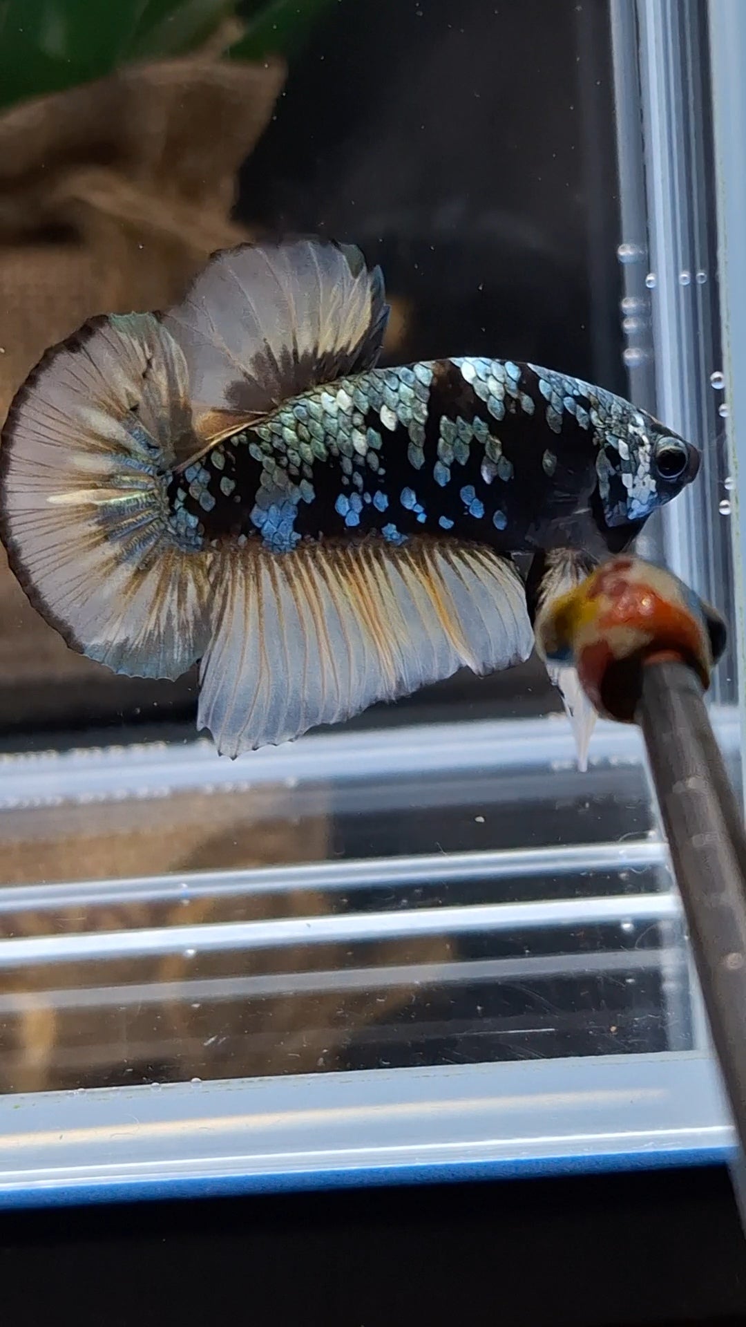 Yellow Copper Gold Avatar Plakat HMPK Betta Fish Male