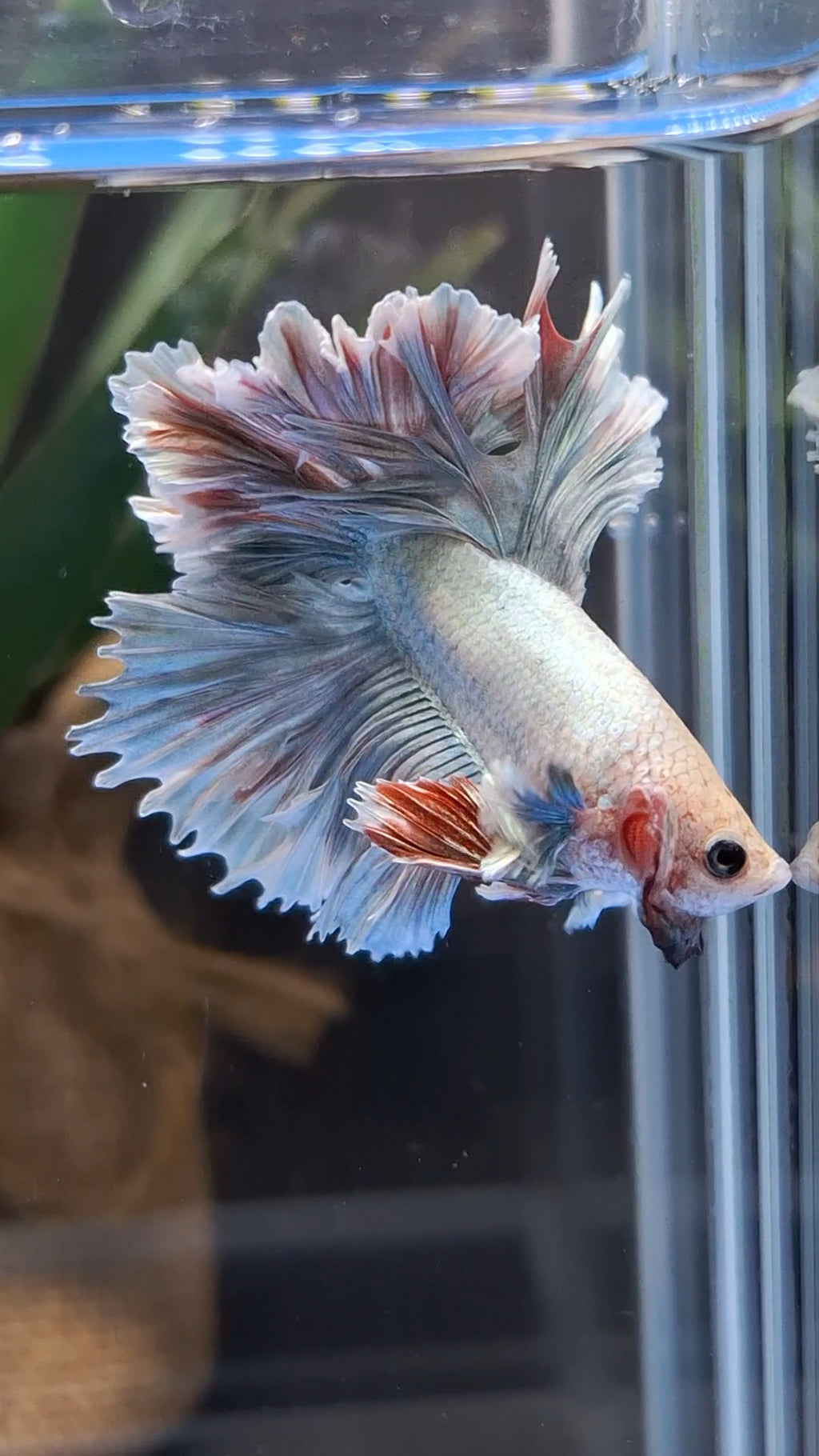 King Feathertail Dumbo Pastel Copper Betta Fish Male