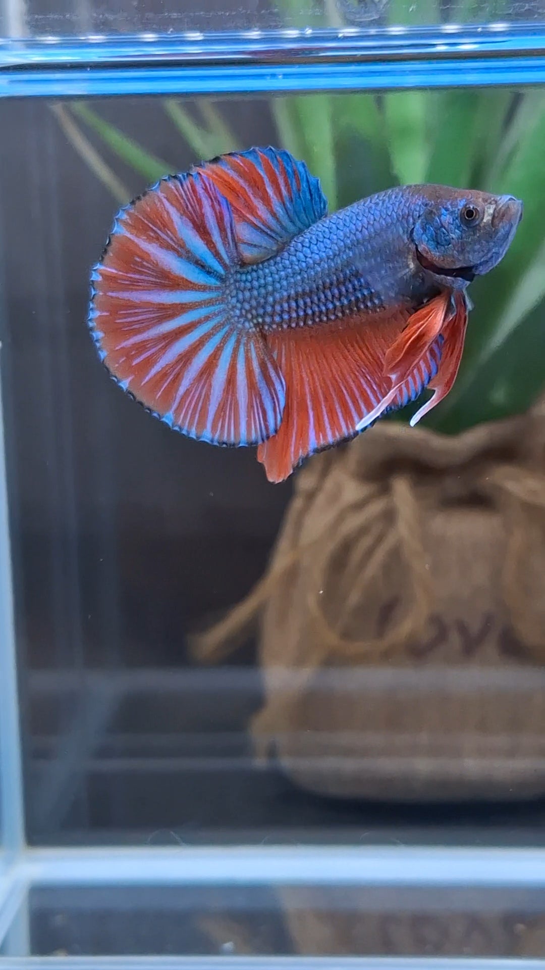 Big Tail Startail HMPK Betta Fish Male