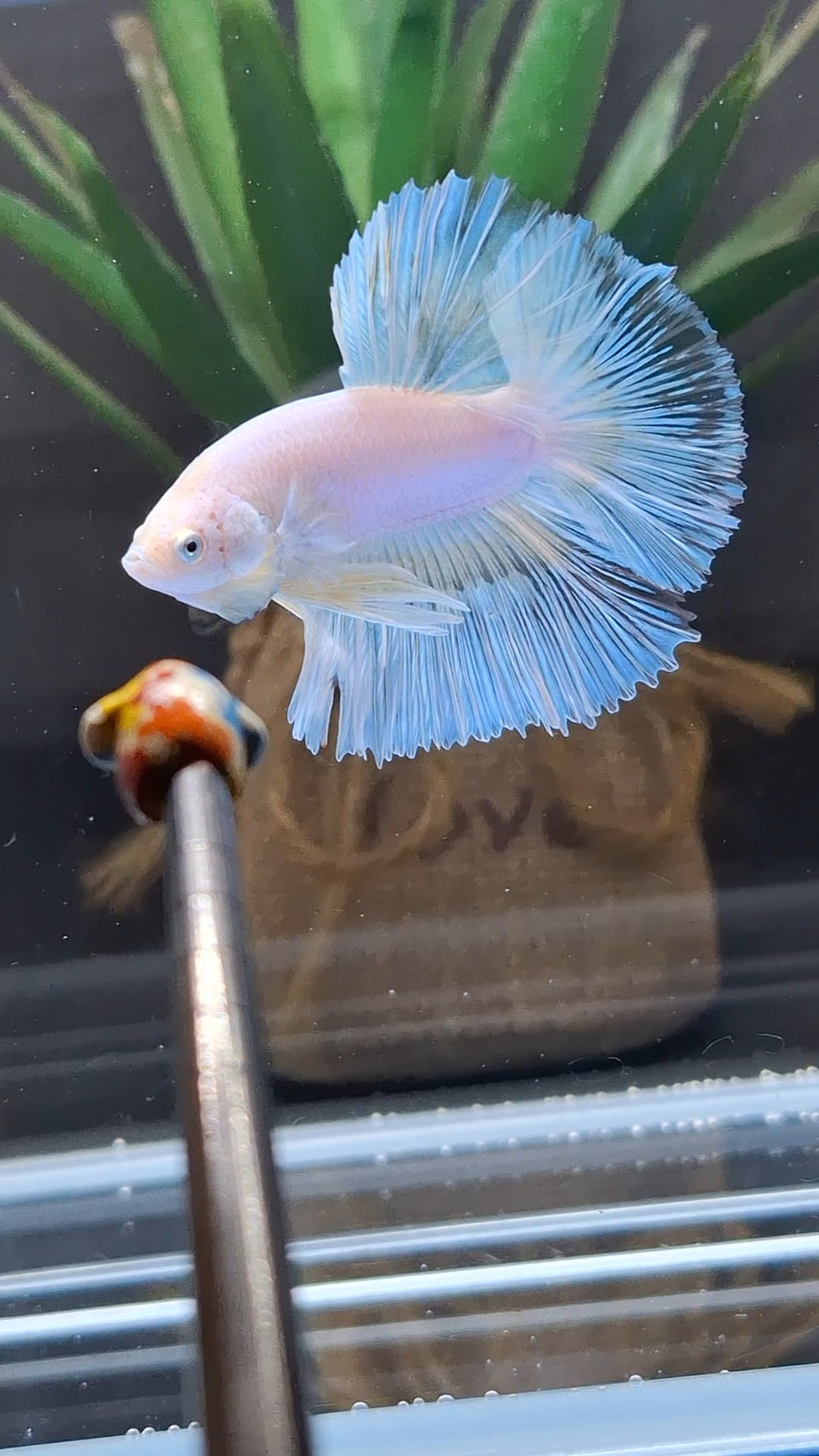 Halfmoon White Unicorn Betta Fish Male