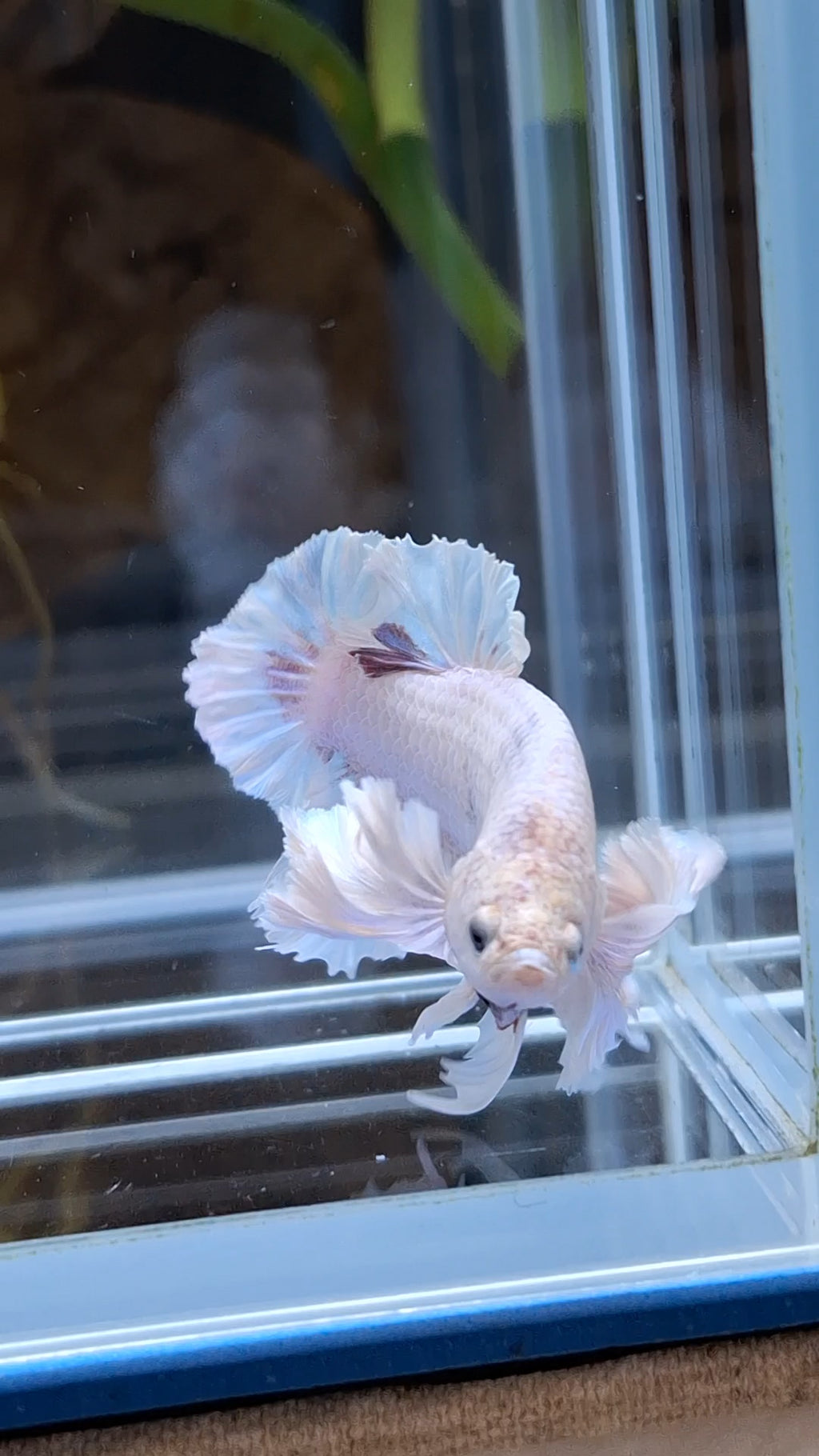 Premium Super Dumbo Ear Rose Rare Betta Fish Male