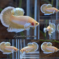 Gold Big Ear Butterfly Plakat Betta Fish Male