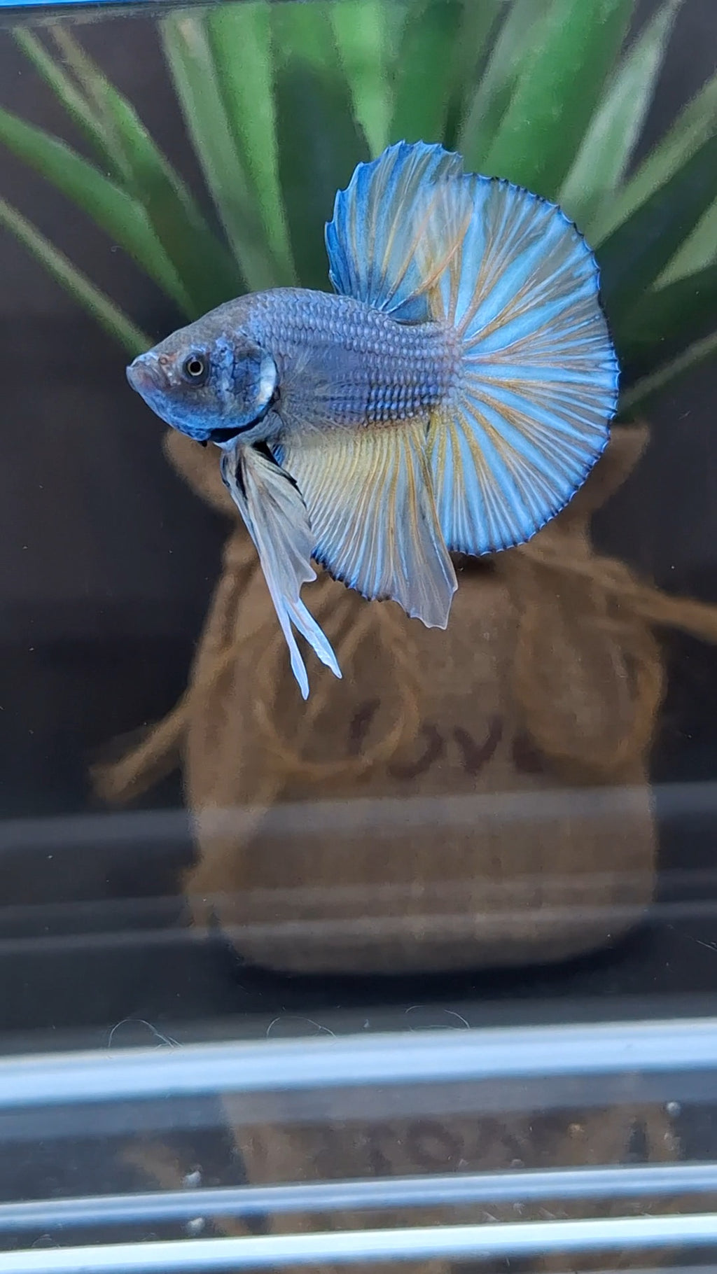 Mustard Gas Big Tail HMPK Betta Fish Male