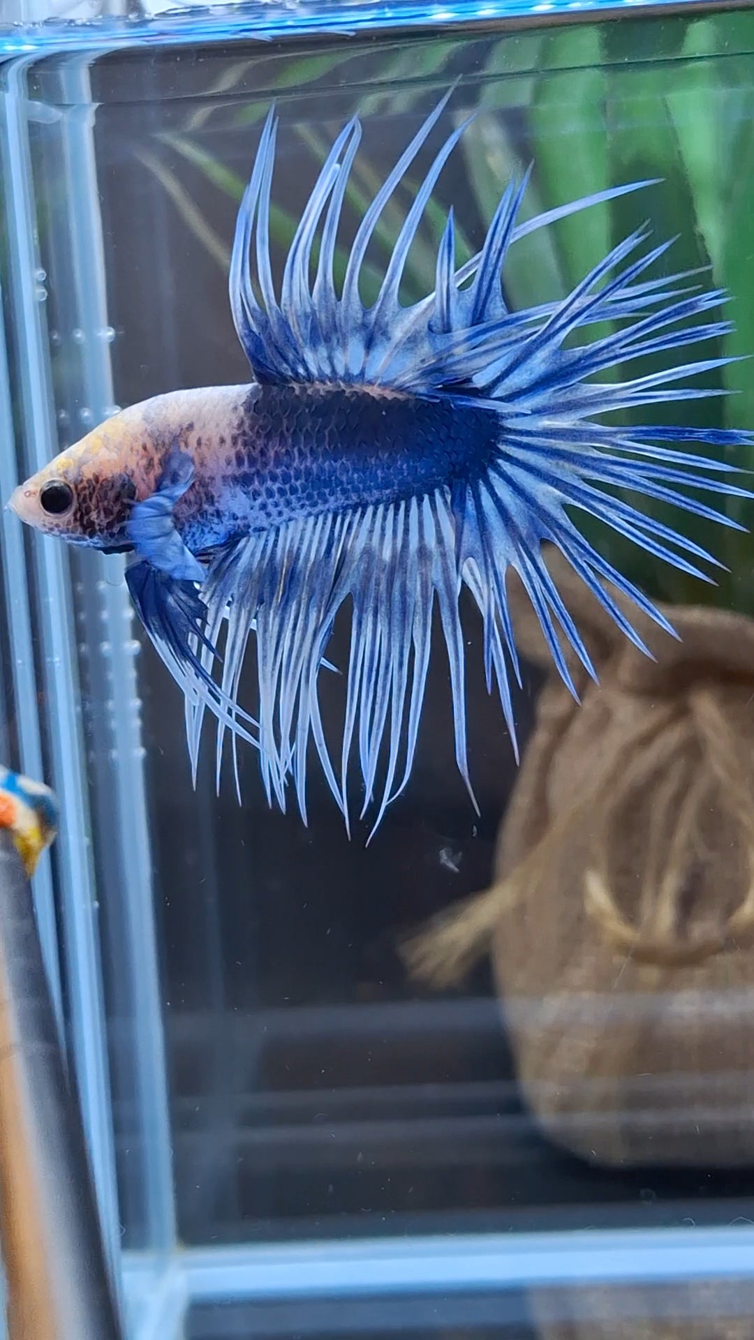 Crowntail Grizzle Betta Fish Male