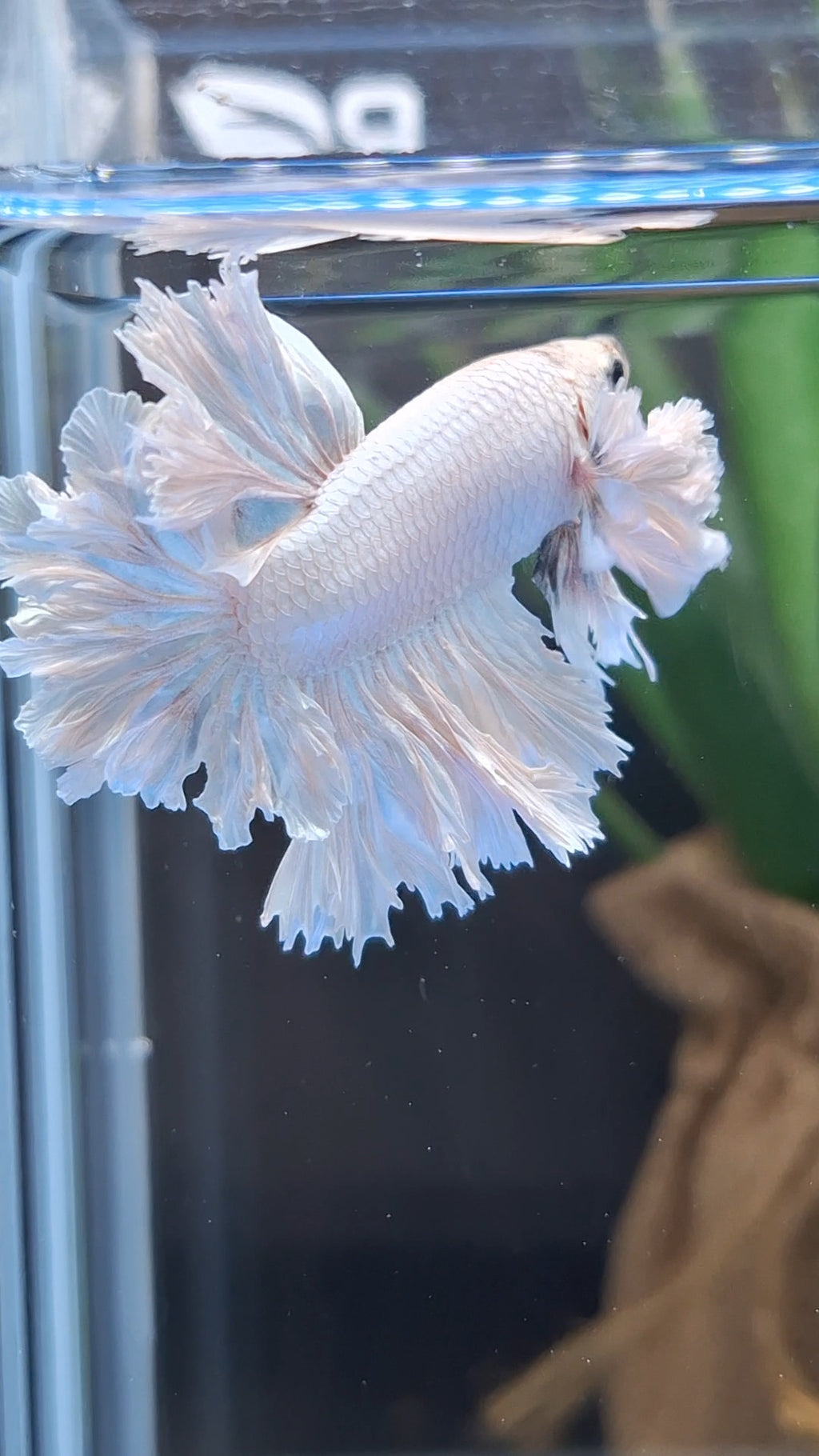 King Feathertail Rose Dumbo Ear White Dragon Platinum Betta Fish Male