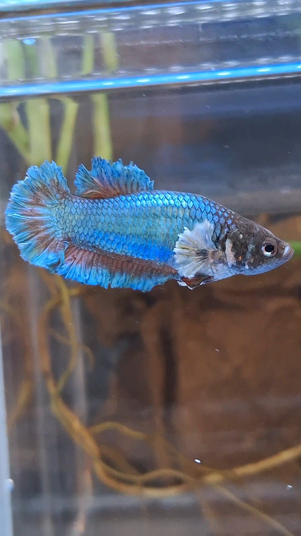 King Feathertail Rose Dumbo Ear Green Turquoise Female Betta Fish For Sorority / Breed