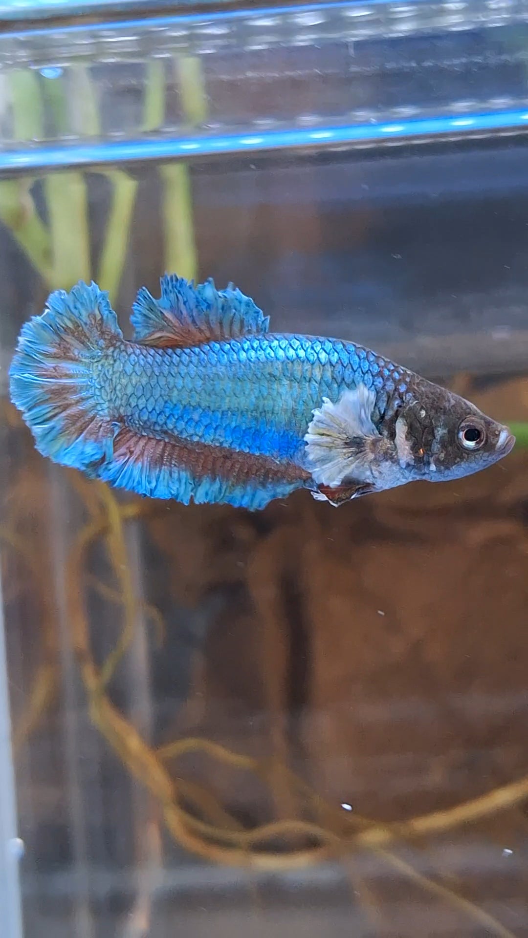 King Feathertail Rose Dumbo Ear Green Turquoise Female Betta Fish For Sorority / Breed