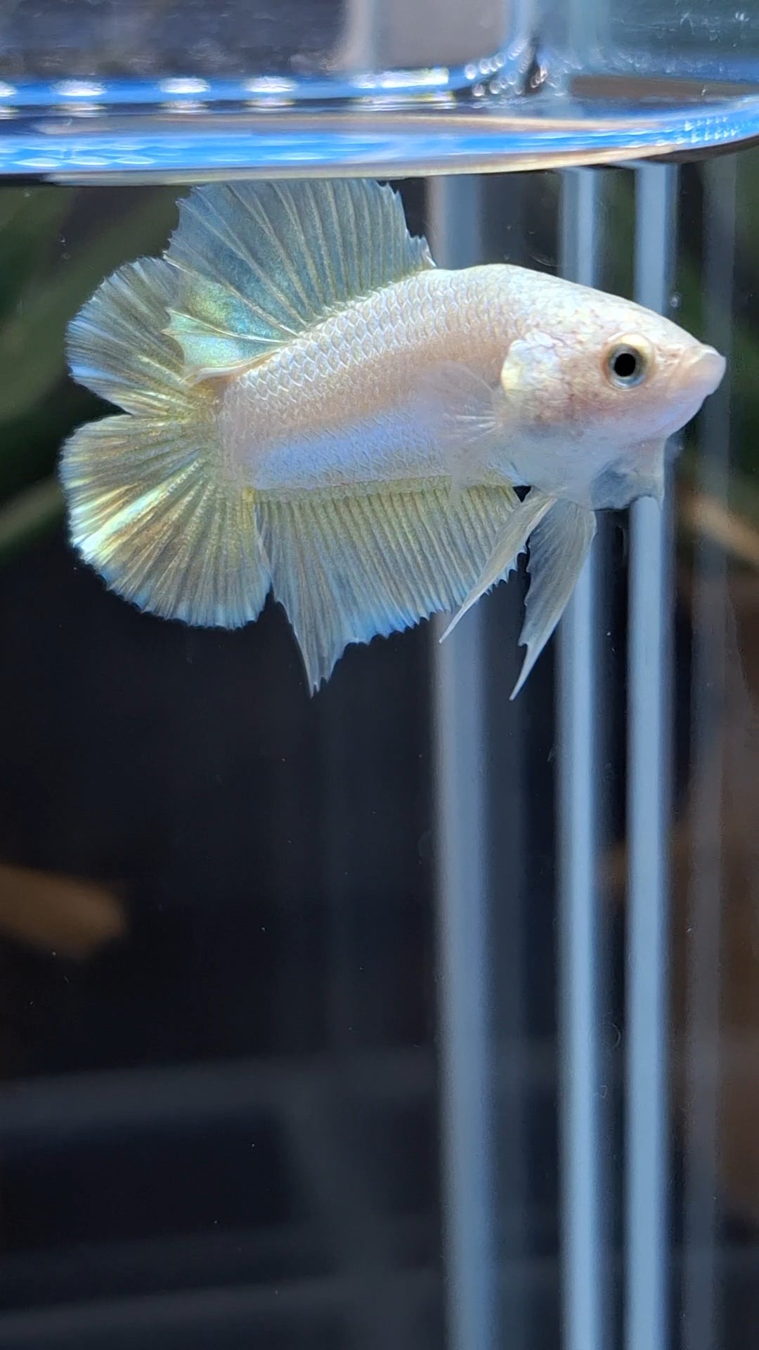 Junior Gold Double Tail Plakat DTPK HMPK Betta Fish Male