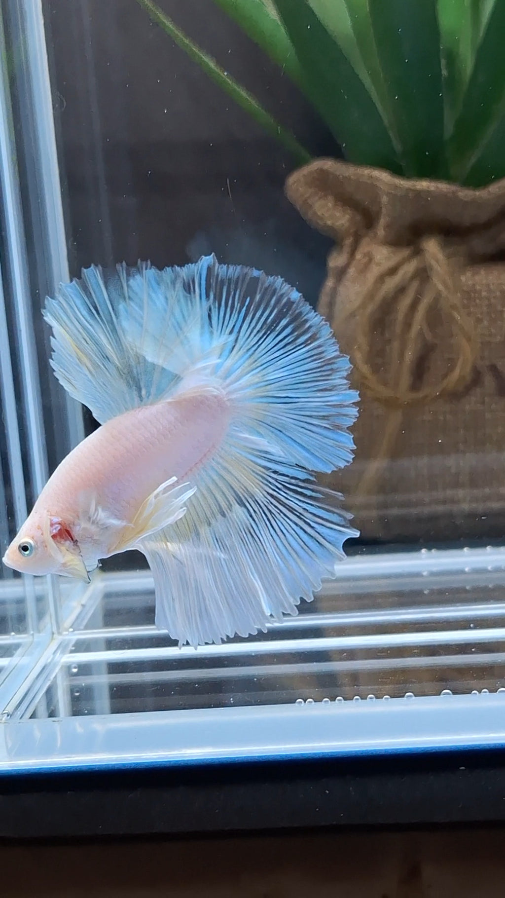 Halfmoon White Unicorn Betta Fish Male