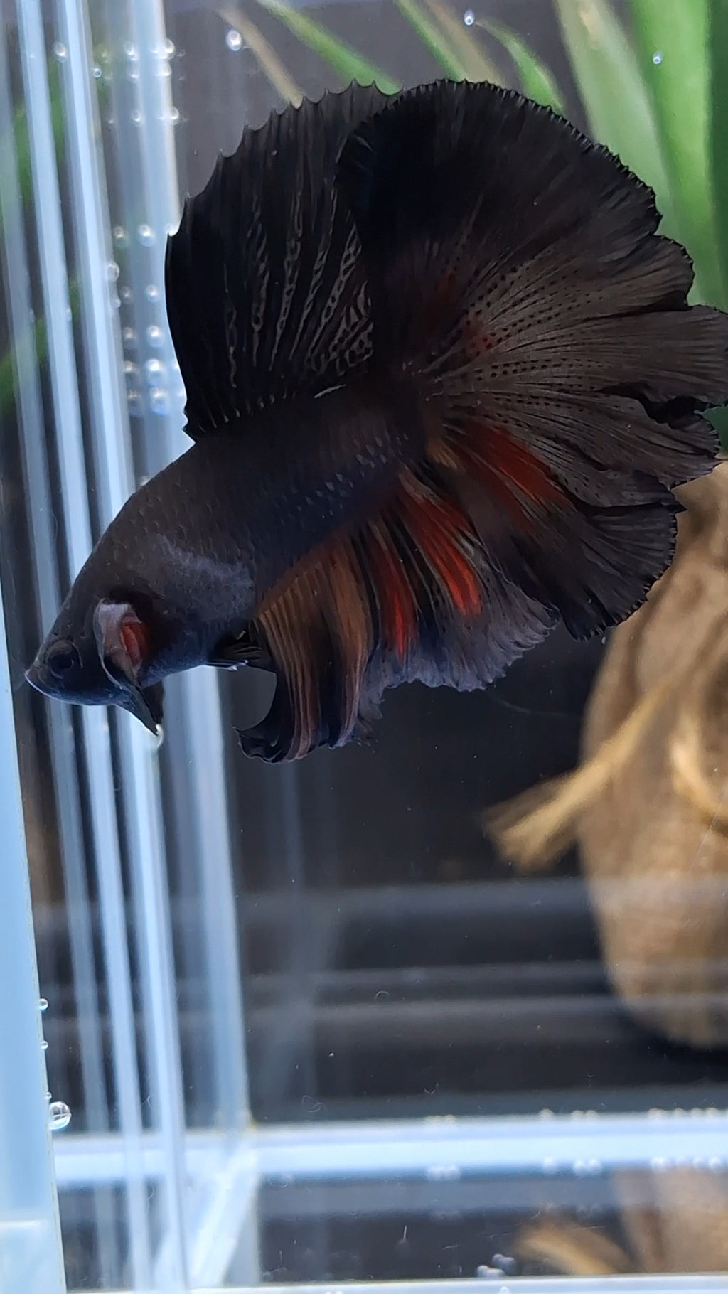 Halfmoon Rosetail Black Vampire Fire Premium Betta Fish Male