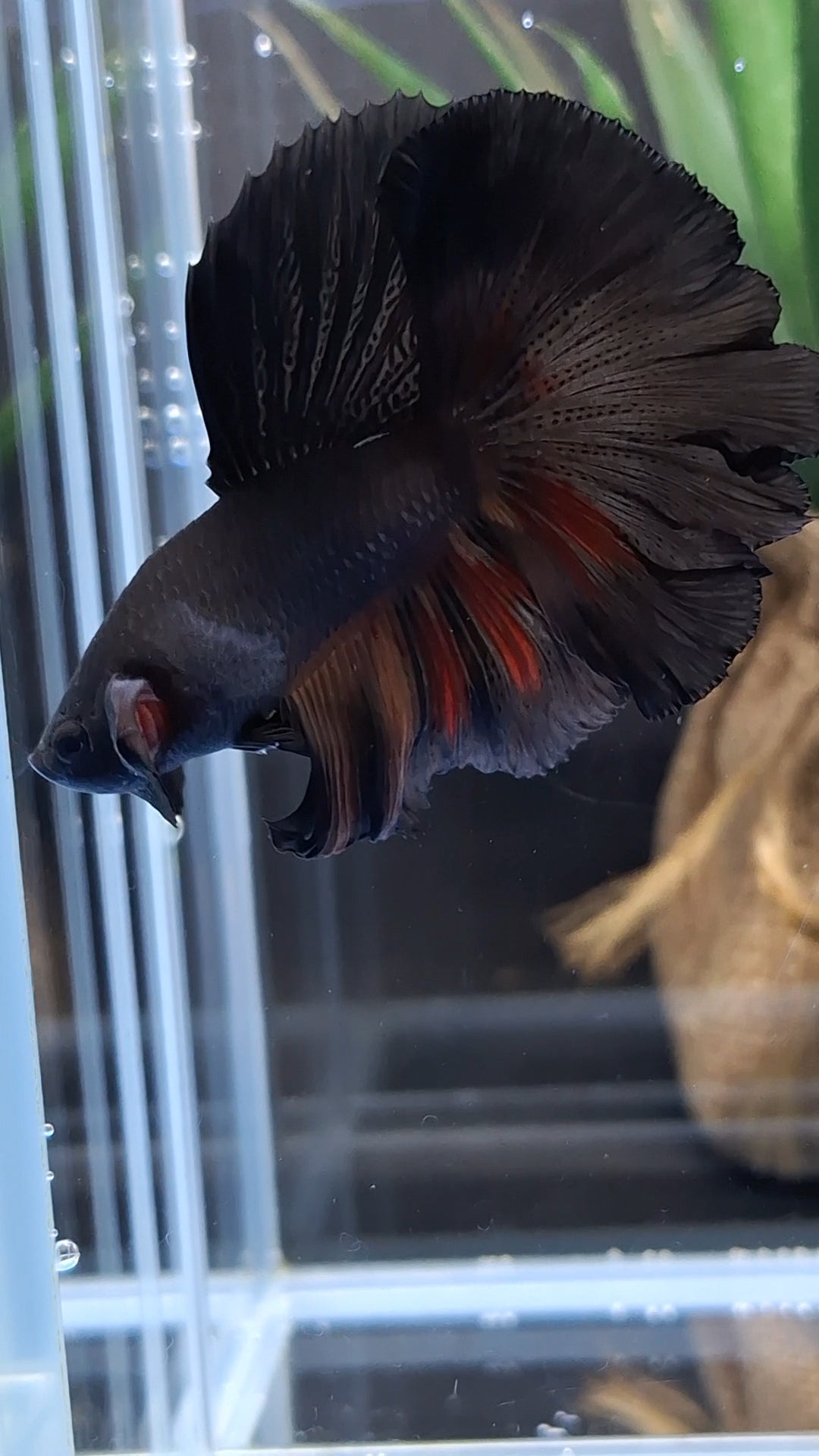 Halfmoon Rosetail Black Vampire Fire Premium Betta Fish Male