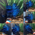 King Crowntail Blue Tuquoise Black Head Betta Fish Male