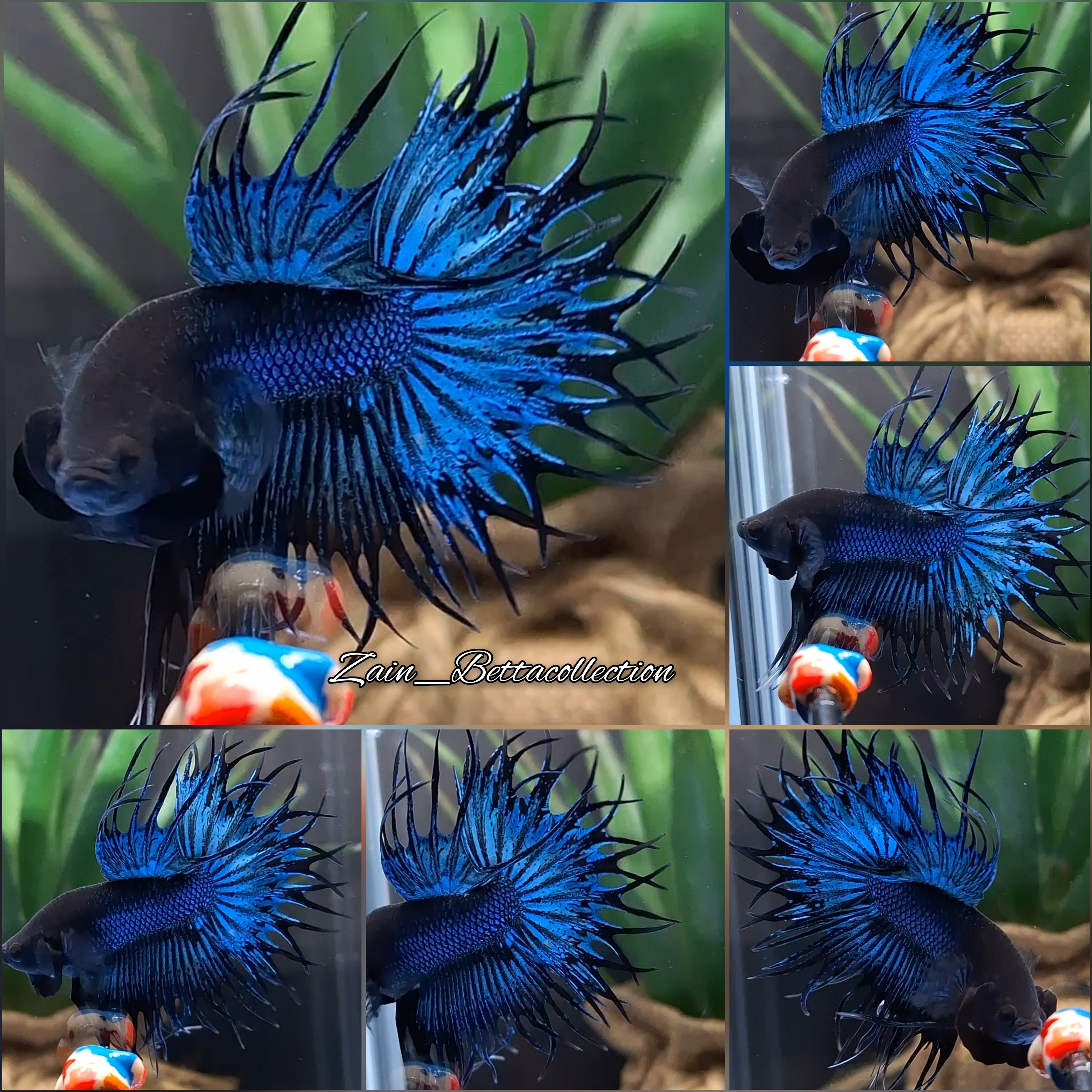 King Crowntail Blue Tuquoise Black Head Betta Fish Male