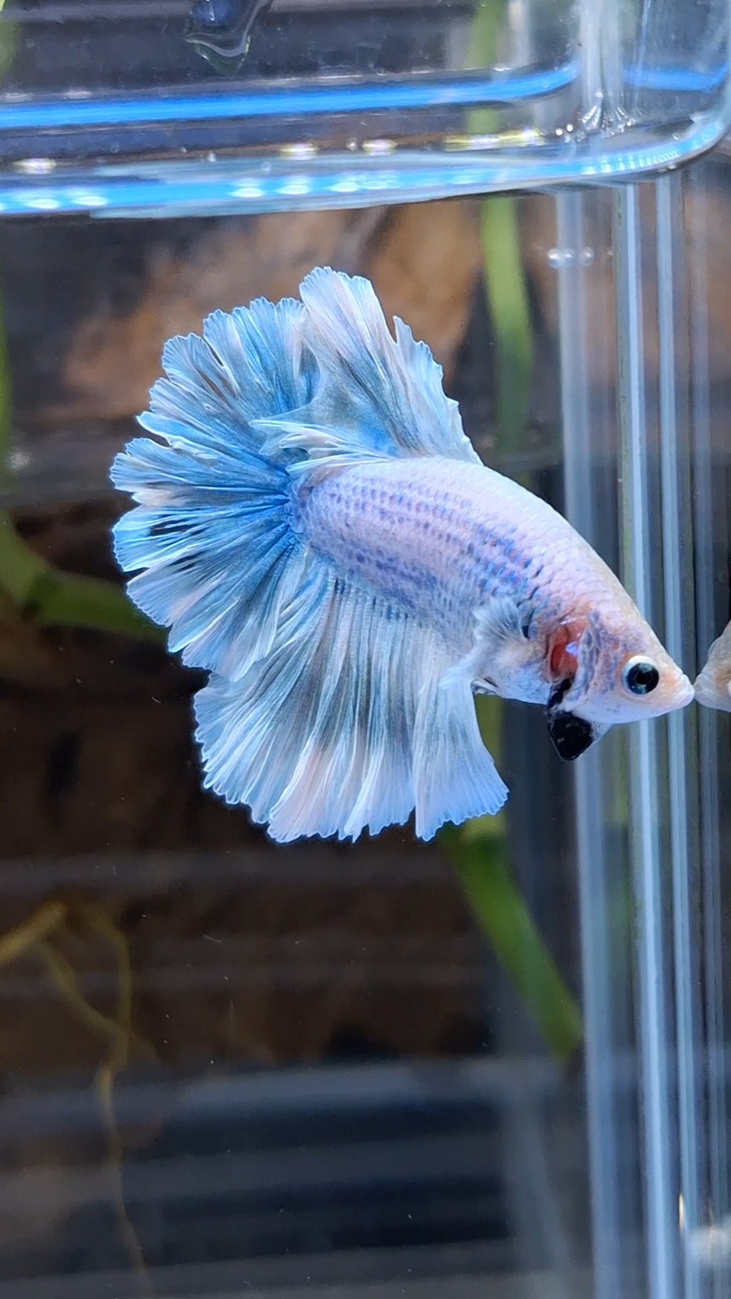 Halfmoon Feathertail Betta Fish Male