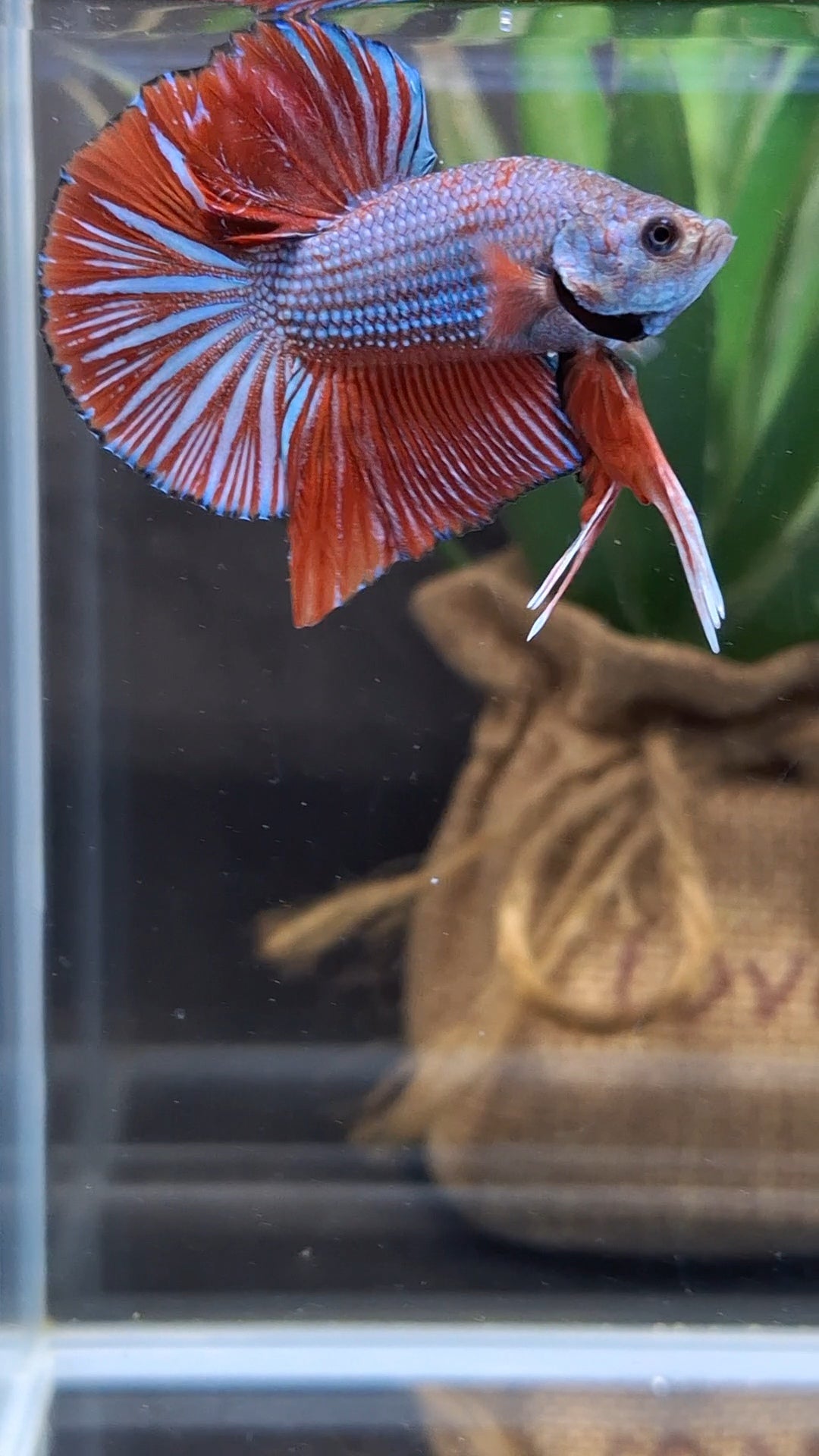 Big Tail Startail HMPK Betta Fish Male